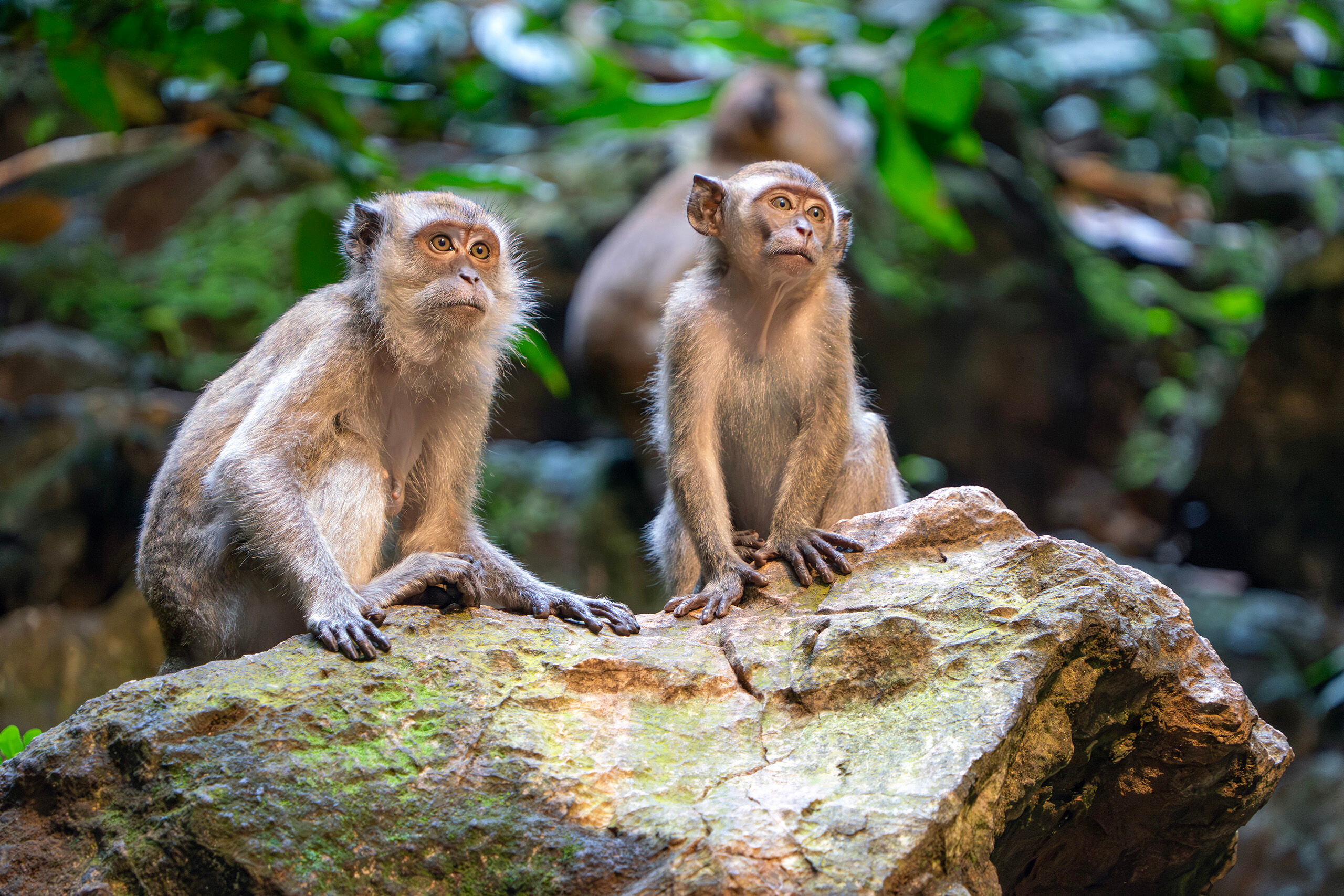 Batu Cave Monkeys I only had a couple days in Malaysia during my visit in December, 2024, so I didn't have time to leave the capital city of Kuala...