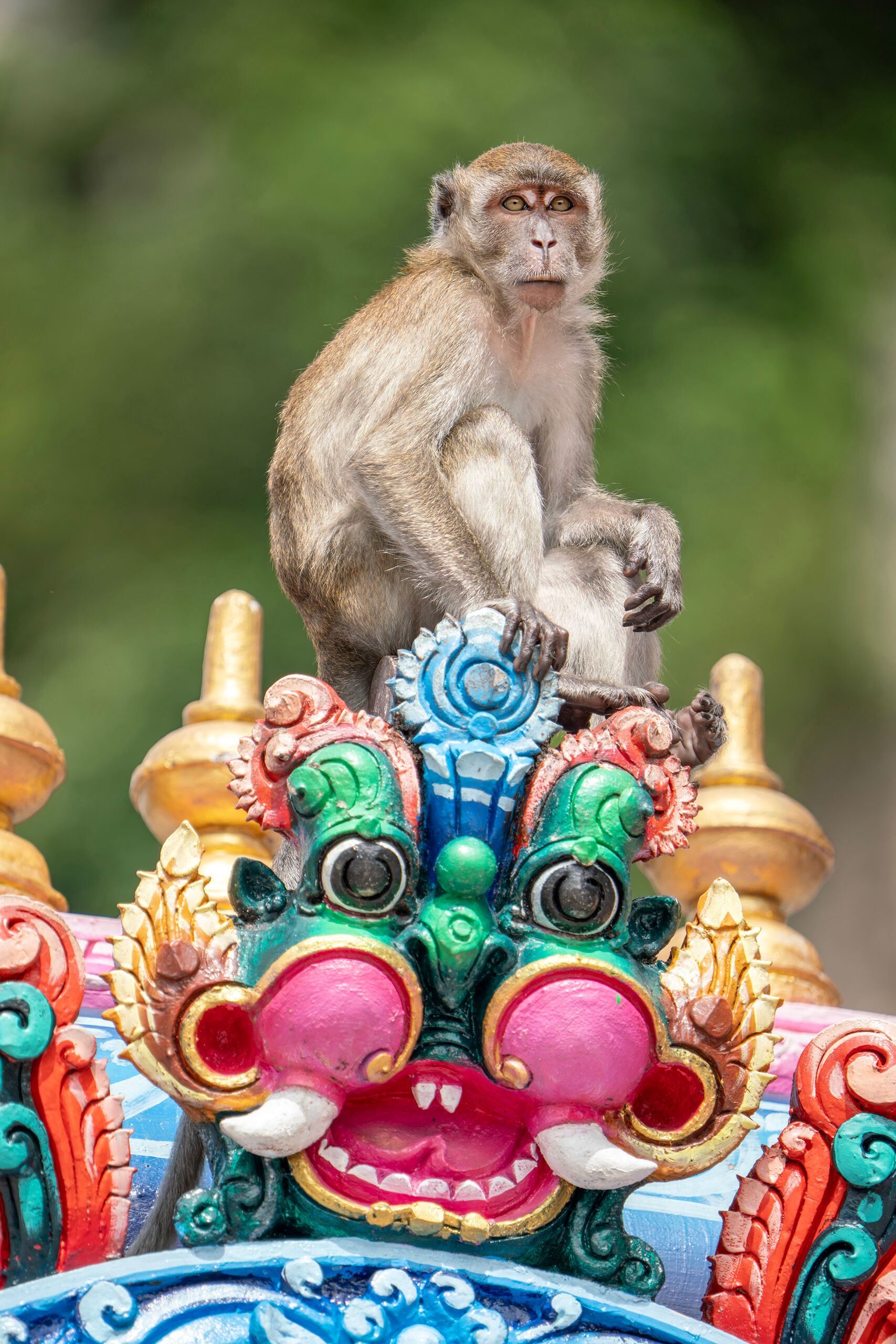 Dragon Monkey I only had a couple days in Malaysia during my visit in December, 2024, so I didn't have time to leave the capital city of Kuala...