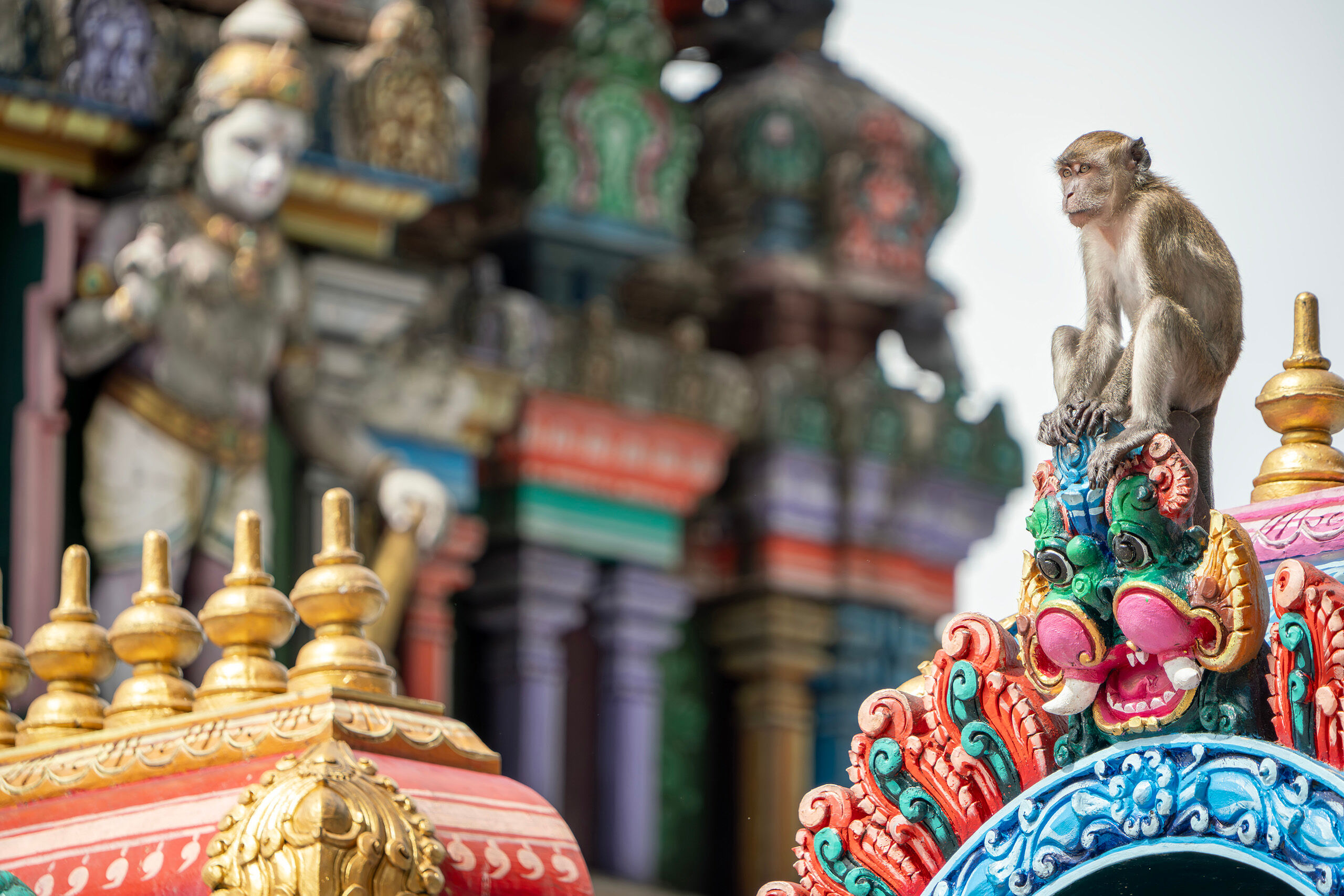 King of the Temple I only had a couple days in Malaysia during my visit in December, 2024, so I didn't have time to leave the capital city of Kuala...