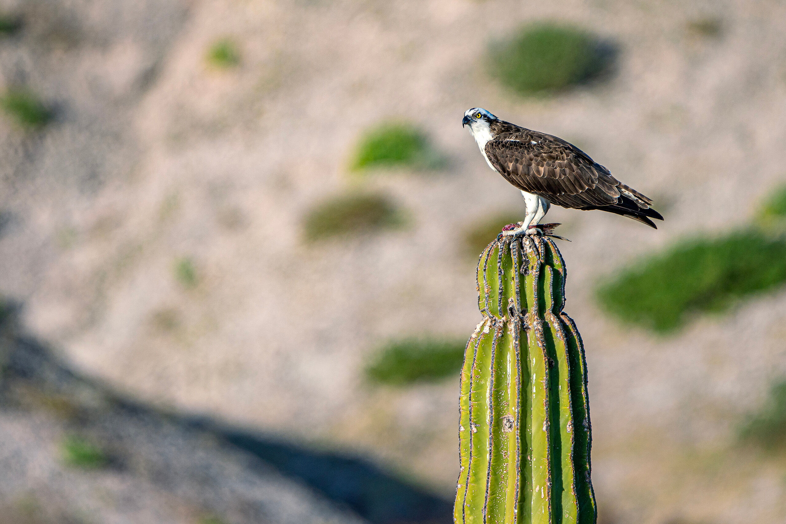 Baja Osprey Ospreys are very adaptable birds, and they can be found in all fifty states, and every continent except Antarctica. It turns...