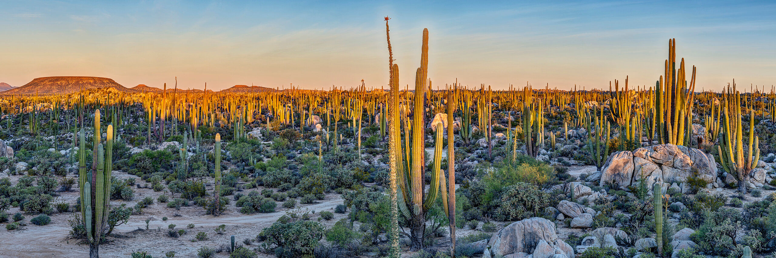 Catavina Sunrise Panorama In December, 2023, I drove along Baja California, Mexico, all the way south, to Cabo San Lucas, at the southern end of the peninsula...