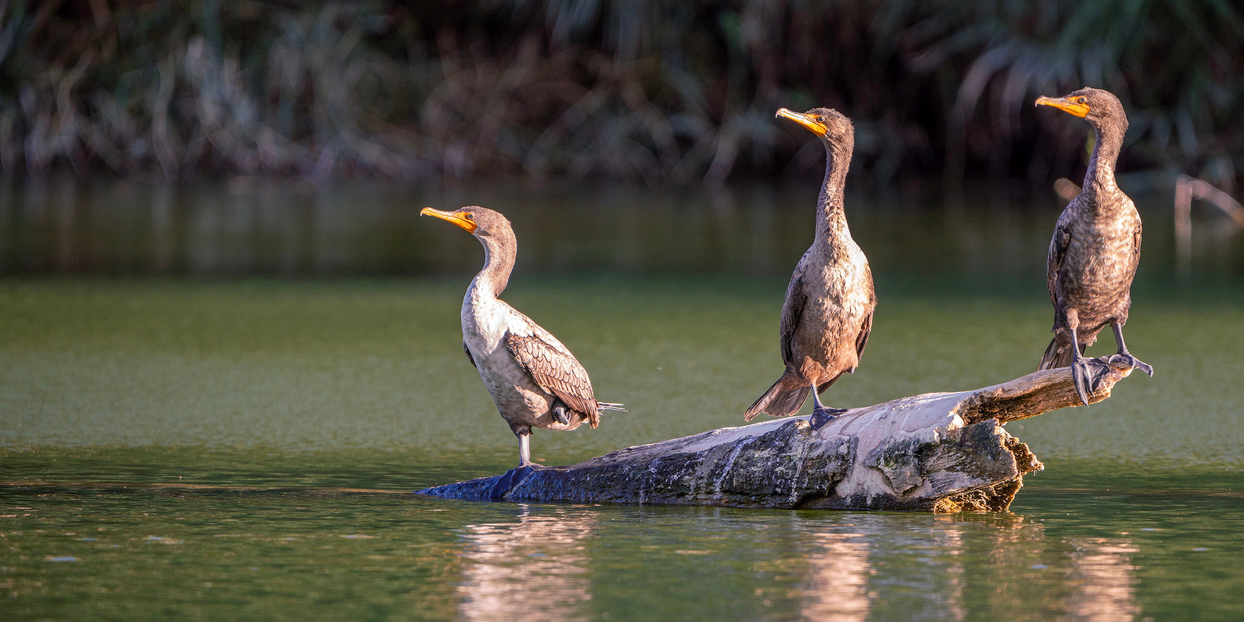 San Ignacio's Cormorants There's one thing you do not see much of in Baja California, Mexico, and that is fresh water. It is a dry place, but there are...
