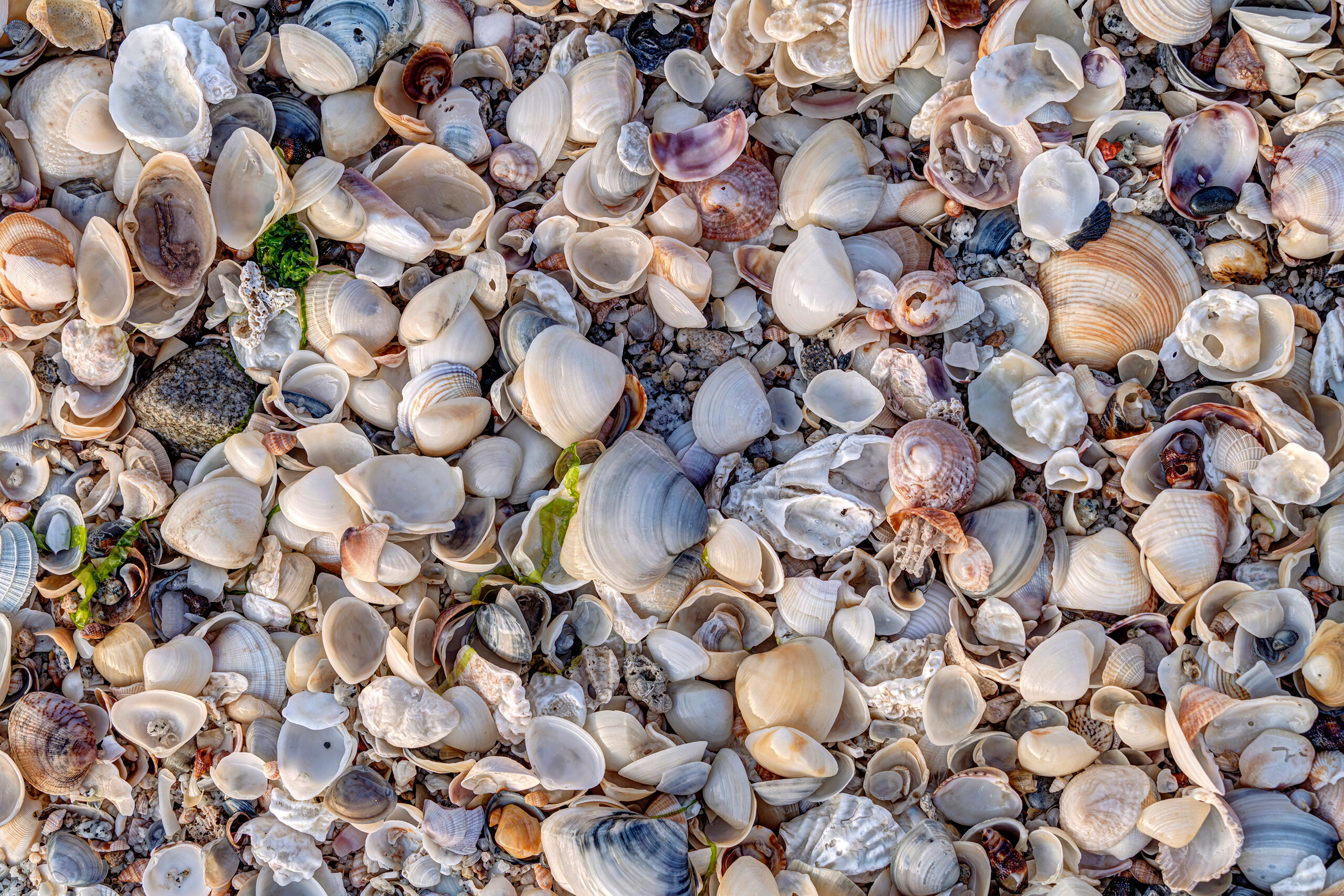 Seashells Aplenty The beach along San Felipe, Baja California, Mexico, is fine, but far from the best on the peninsula. One thing it DID have...