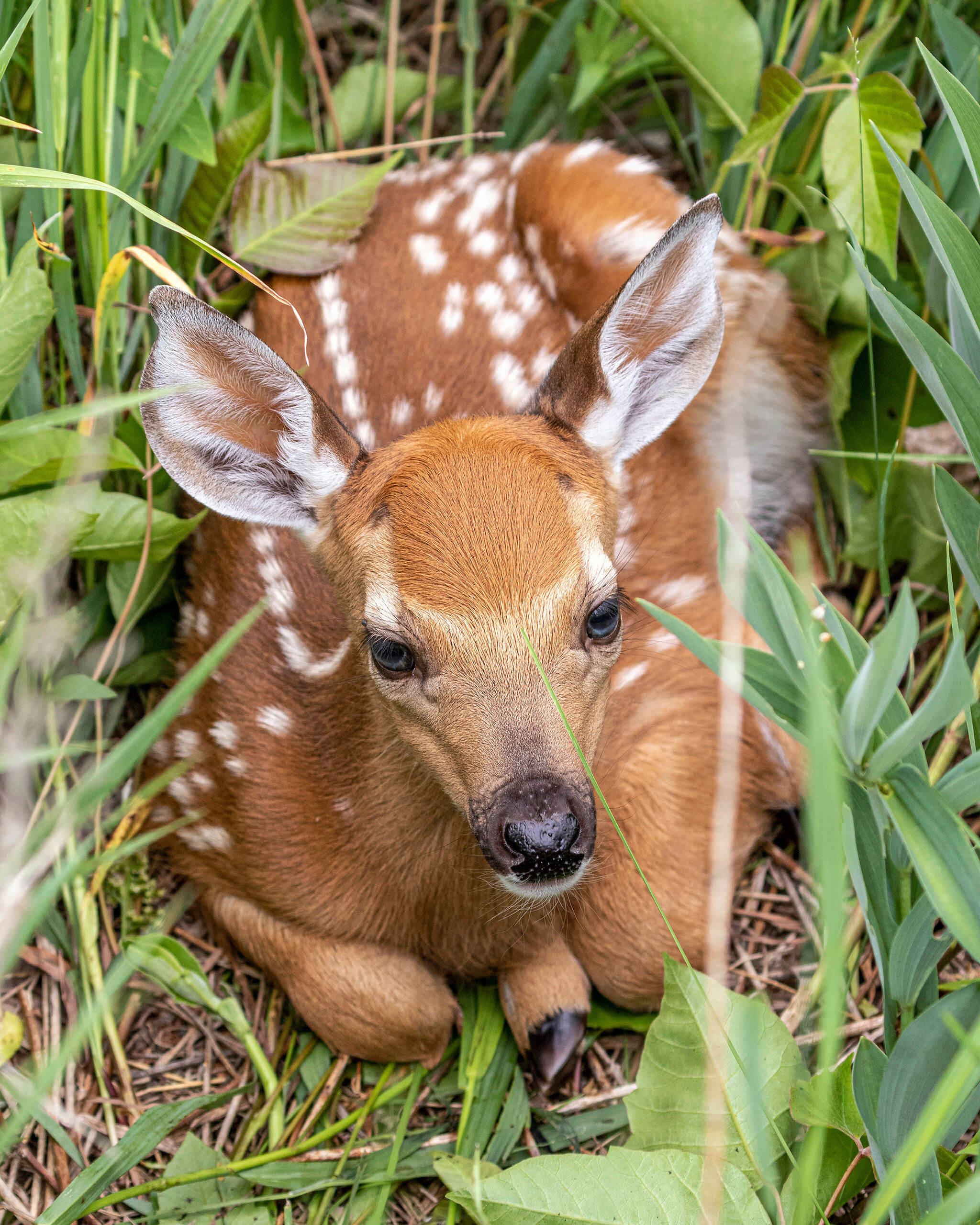 Fawn I'd heard that Sleeping Bear Dunes National Lakeshore, on the northwest coast of the Lower Peninsula of Michigan, was a worthwhile...