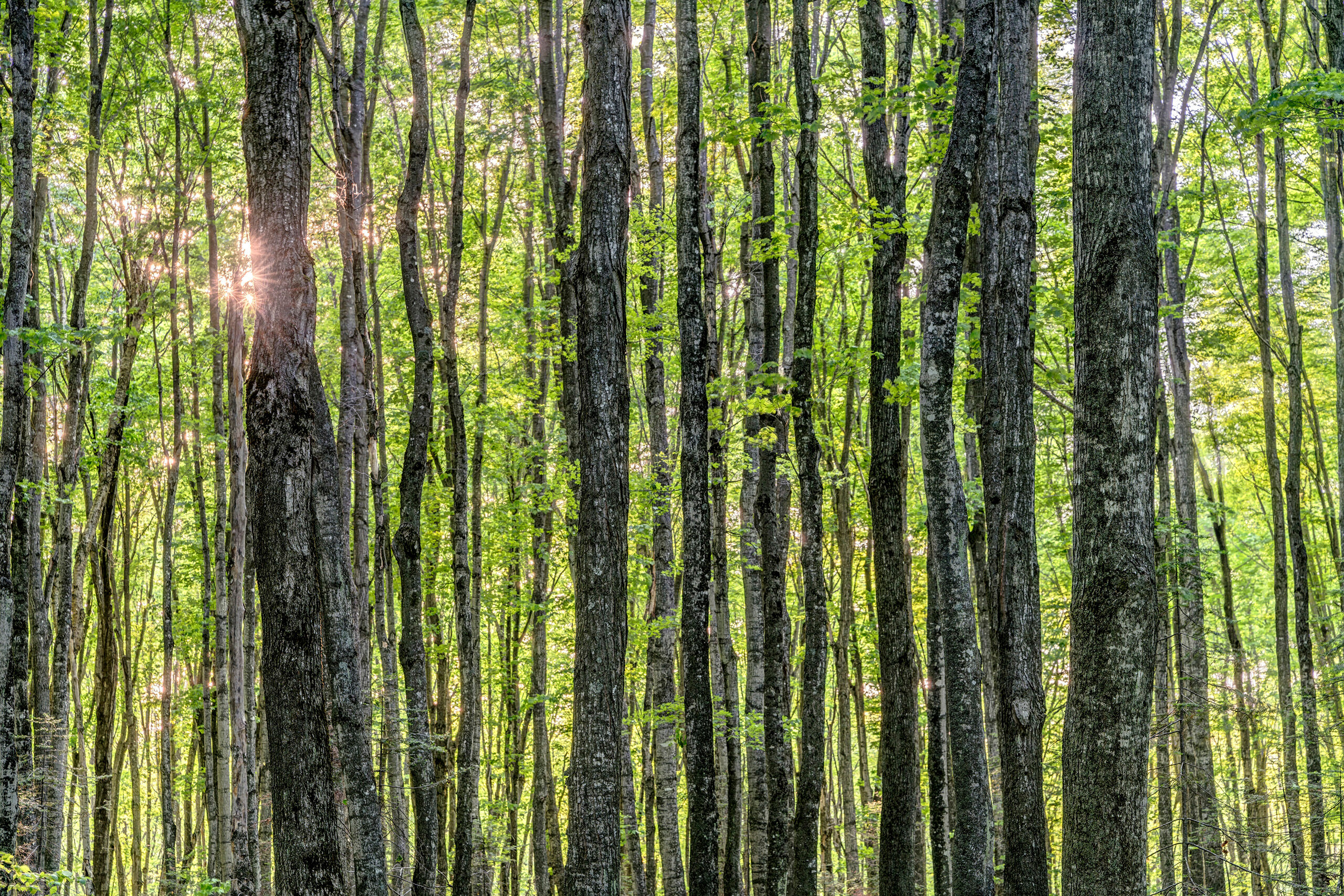 Starburst Forest Michigan's Pictured Rocks National Lakeshore is famous, mostly, for the spectacular cliffs that plunge into Lake Superior's blue...