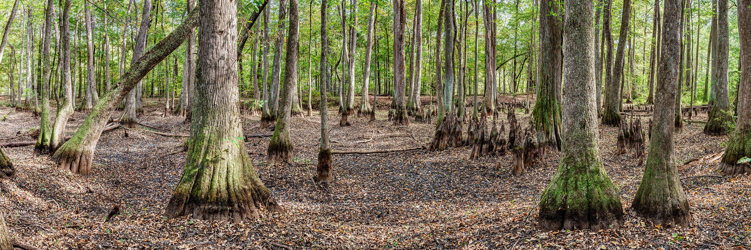 Cypress Swamp Panorama There are countless places to pull over along the multi-state Natchez Trace Parkway, but the Cypress Swamp, near Canton, Mississippi...