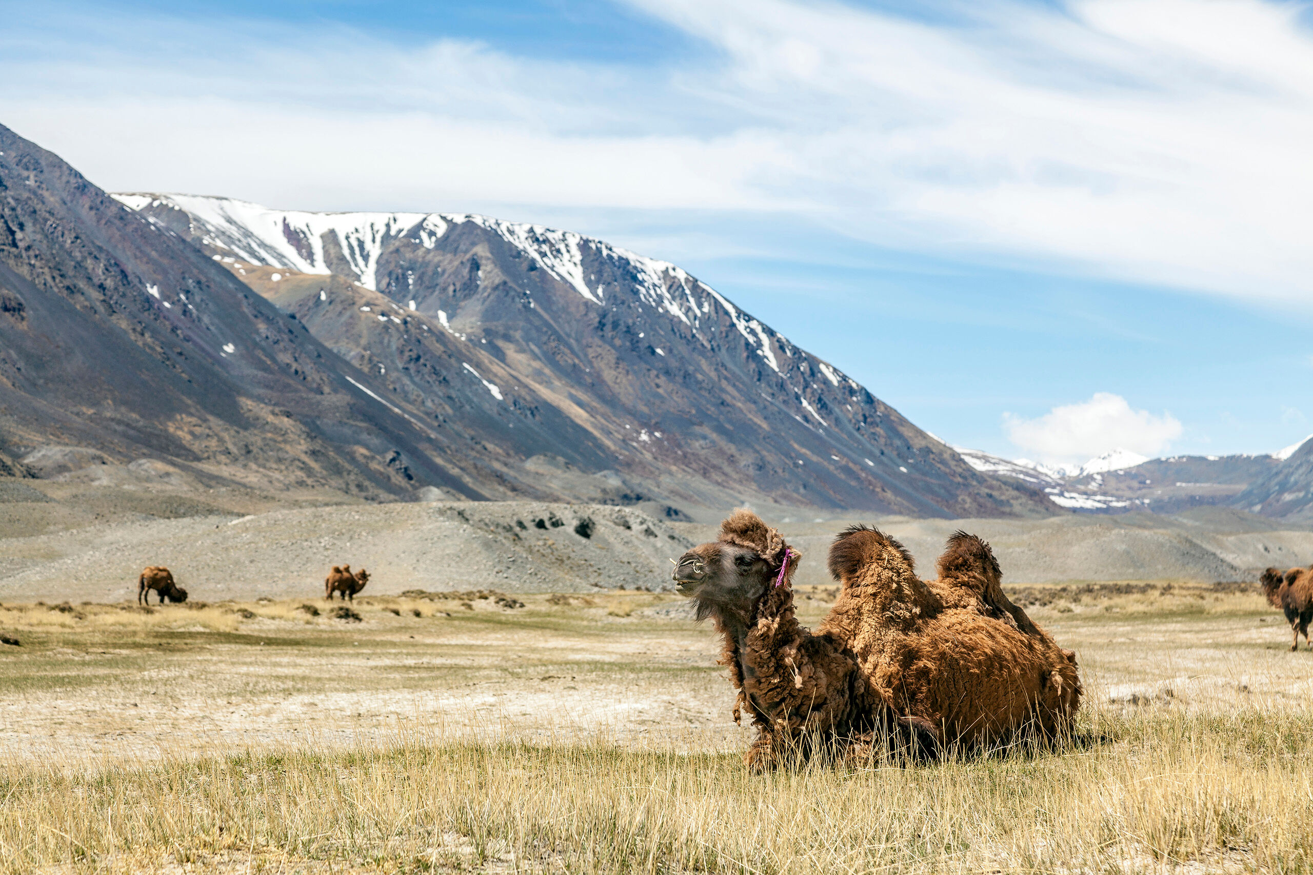 Camel Most of my time in Mongolia, during my 2015 visit, was spent in the far west, near the three-way border with Russia and China...