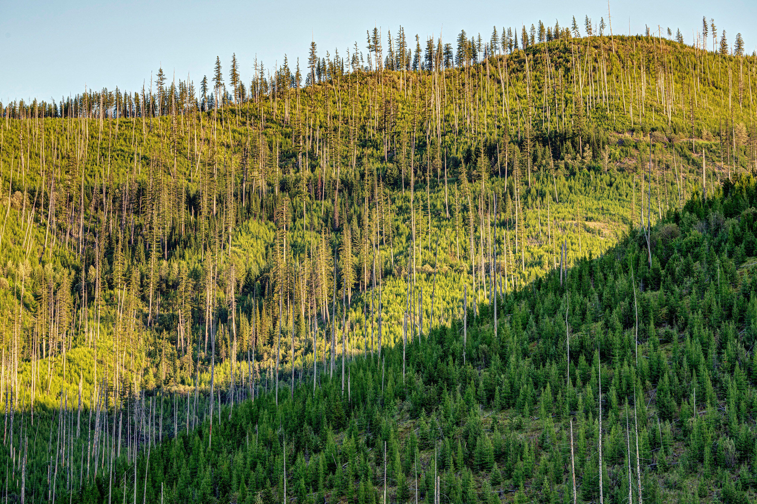 Long Shadows in Kootenai I went on a semi-spontaneous Glacier National Park trip in the summer of 2020. I'd been to Glacier several times before my 2020...