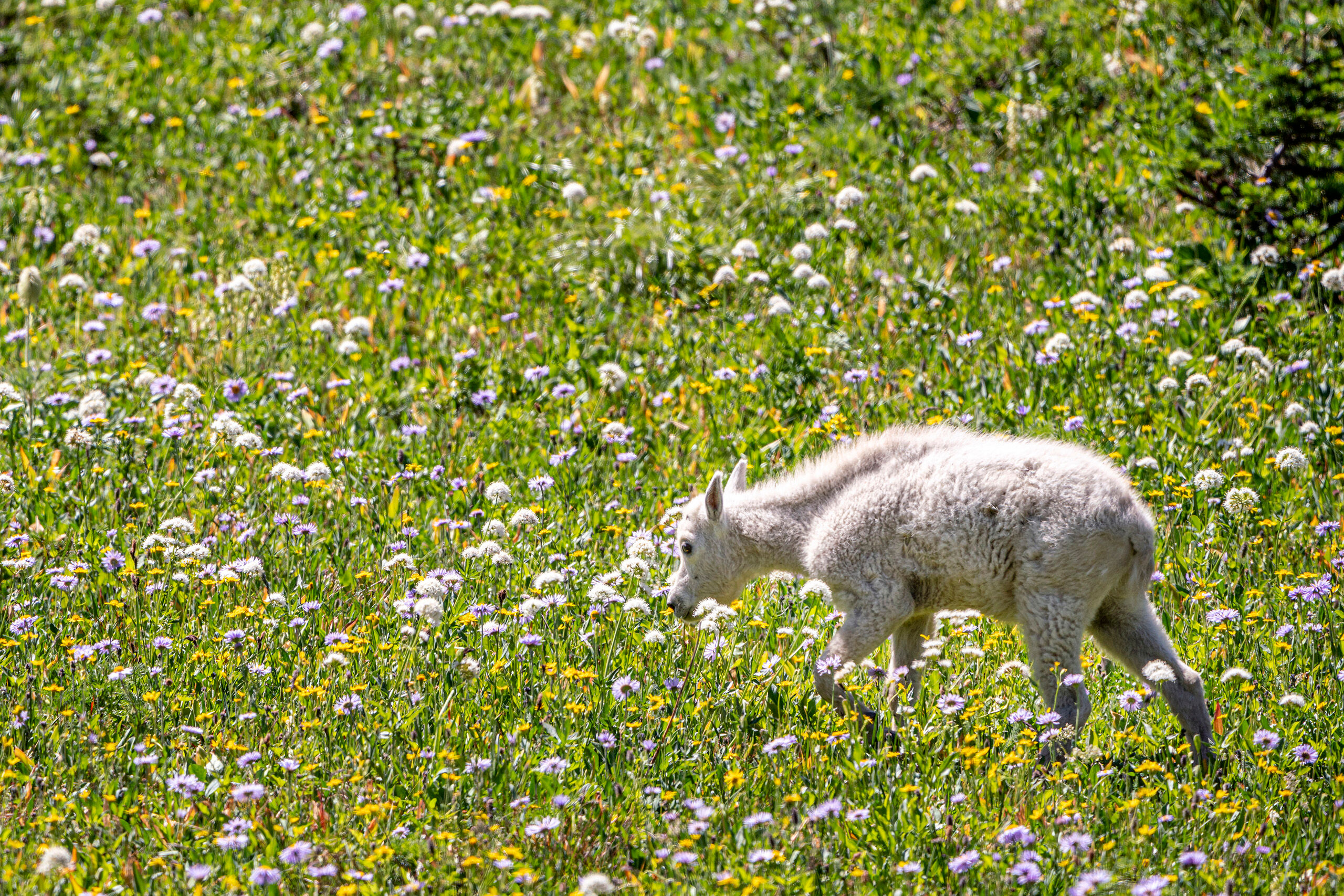 Midsummer Stroll I spent some time watching a group of mountain goats from Glacier National Park's Highline Trail during a summer 2020 trip. The...