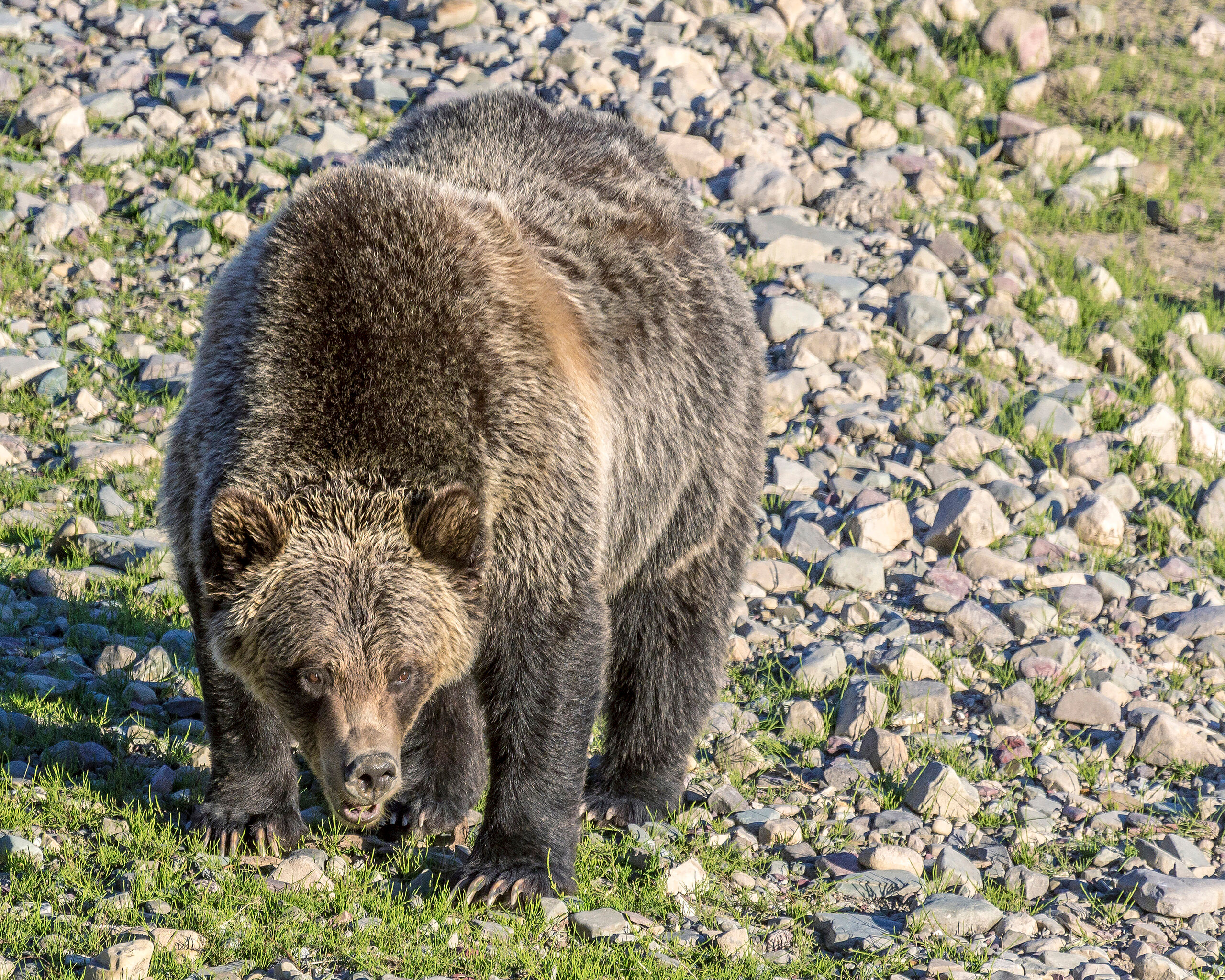 Putting on Weight One can usually tell when there is a bear around in a national park by what is happening with the traffic. If you find yourself...