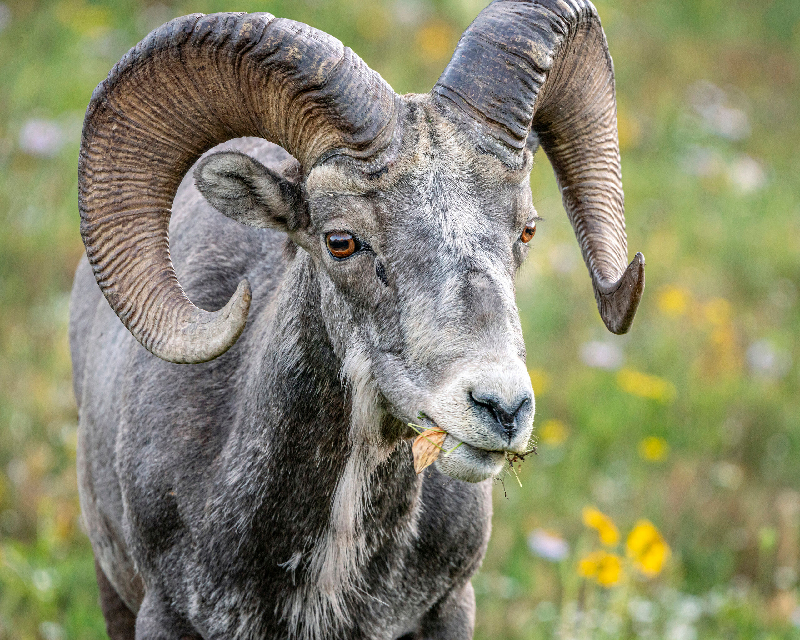 Ram The construction of the Logan Pass Visitor Center, at the summit of Glacier National Park's Going to the Sun Road, was completed...