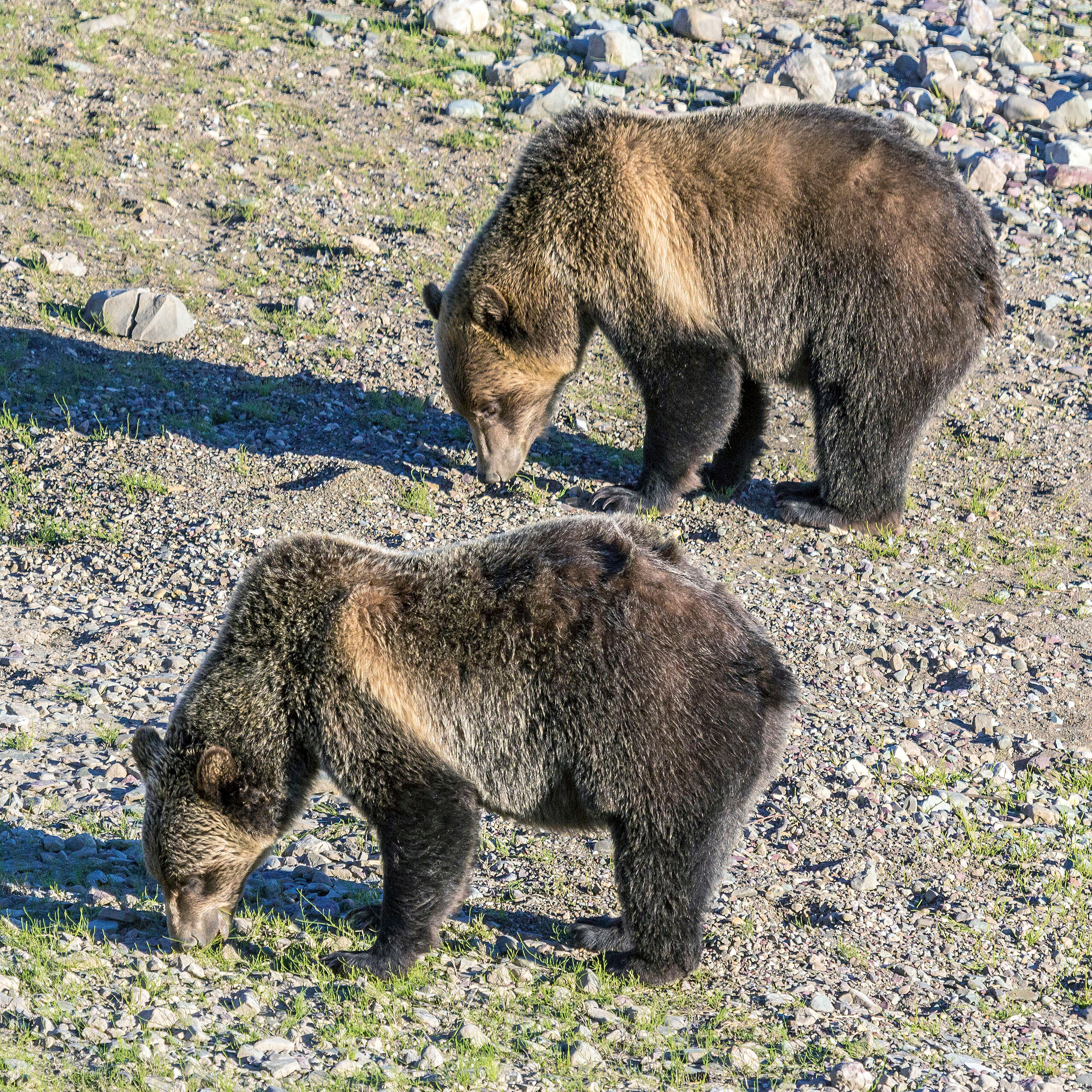 Seeing Double One can usually tell when there is a bear around in a national park by what is happening with the traffic. If you find yourself...
