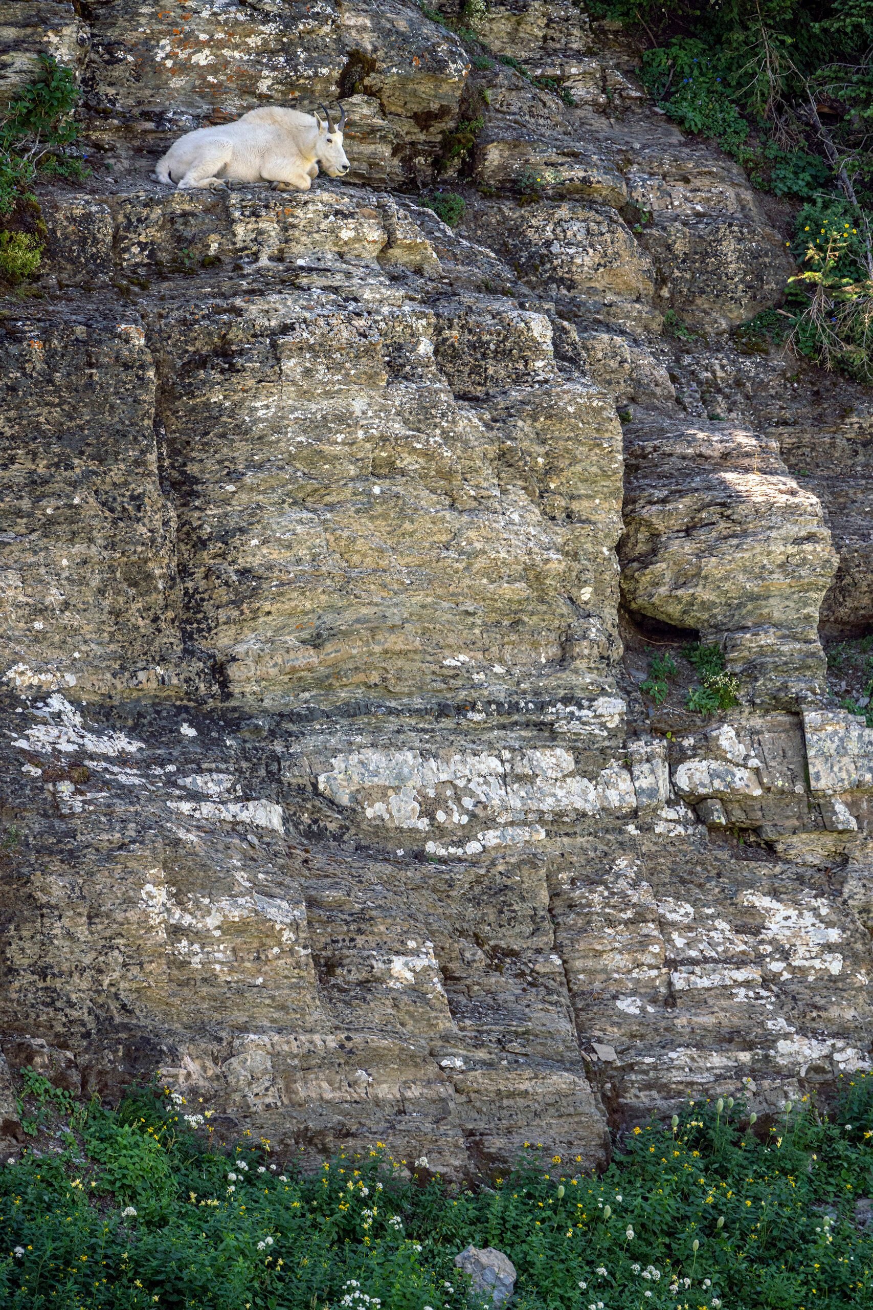 Surveying His Domain I spent some time watching a group of mountain goats from Glacier National Park's Highline Trail during a summer 2020 trip. They...
