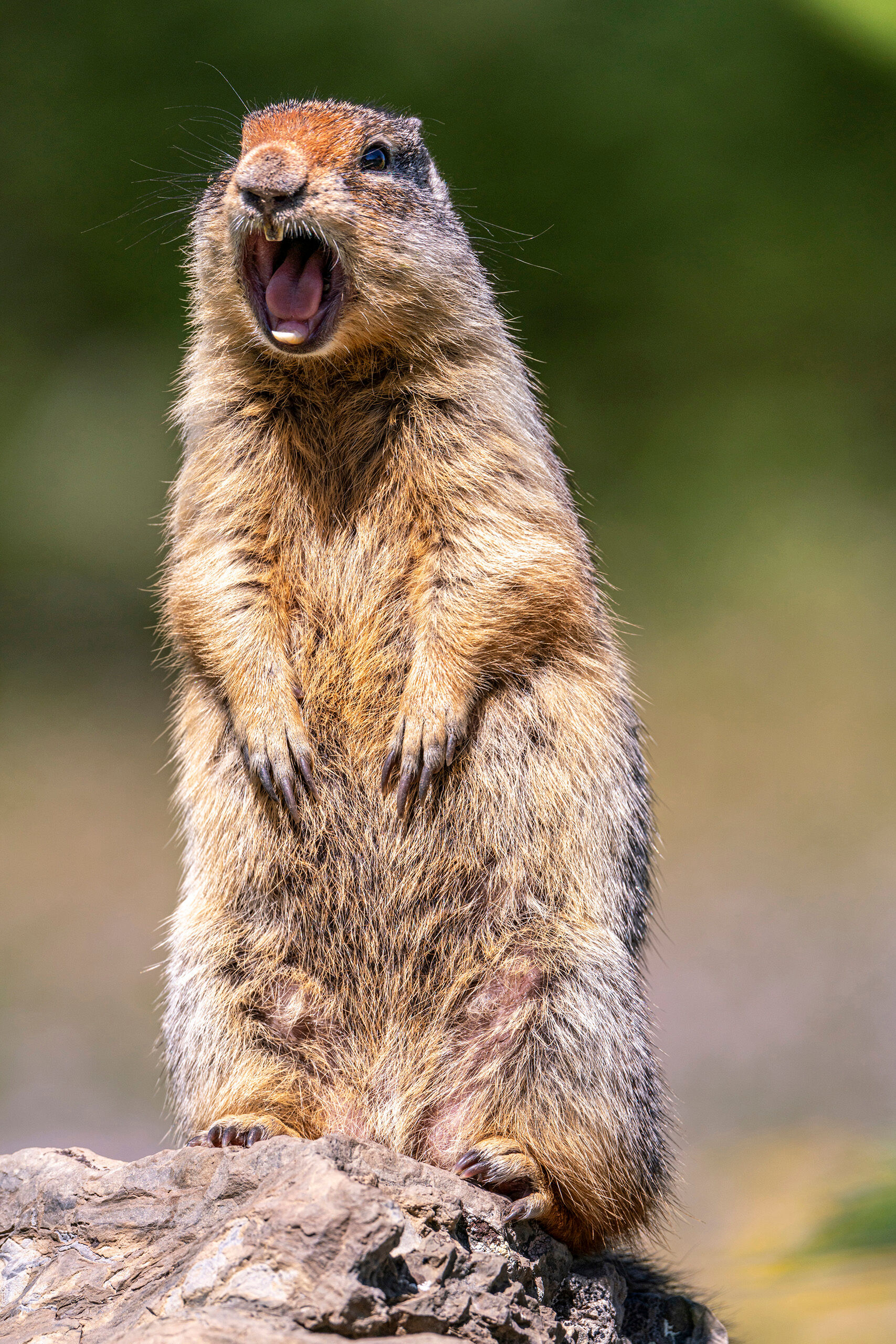 Warning The Columbian ground squirrels in the area around Glacier National Park's Logan Pass Visitor Center are practically tame. Visitors...