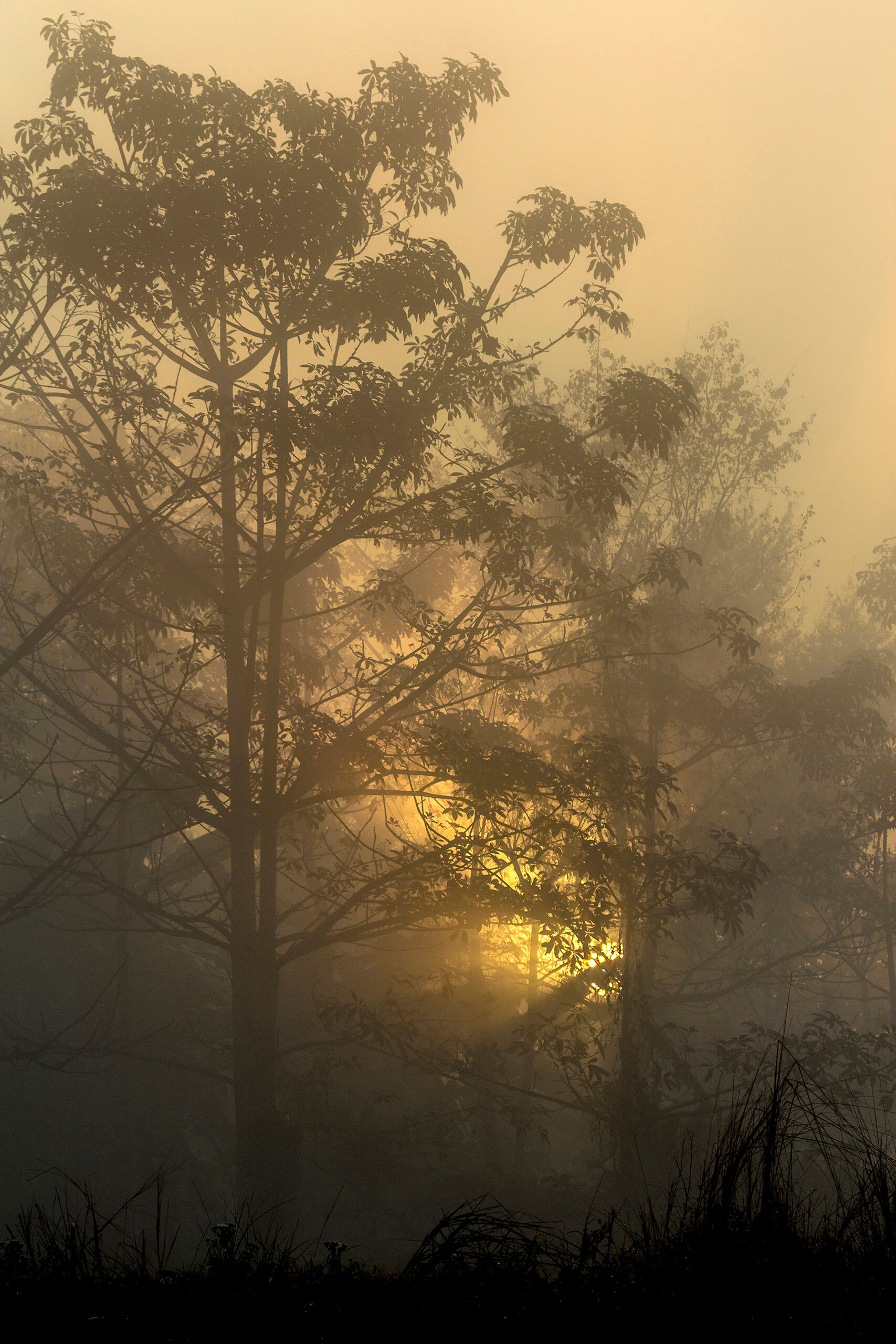 Foggy Morning in Chitwan National Park A bit more abstract than my typical photography, I took this just after dawn in southern Nepal's Chitwan National Park.