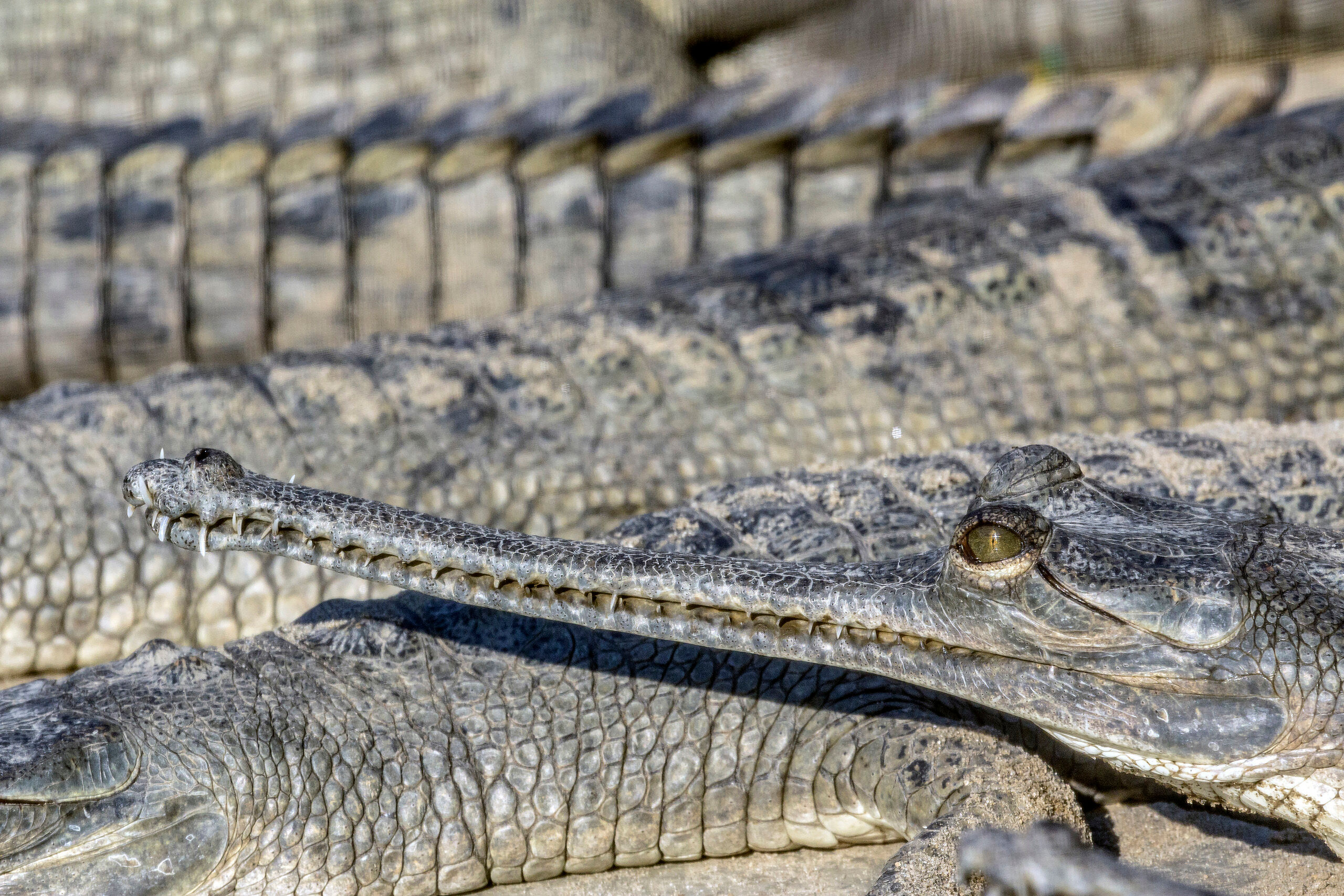 Gharials A bunch of gharials – a type of fish-eating crocodile – that I shot at the Gharial Conservation Center in Chitwan...