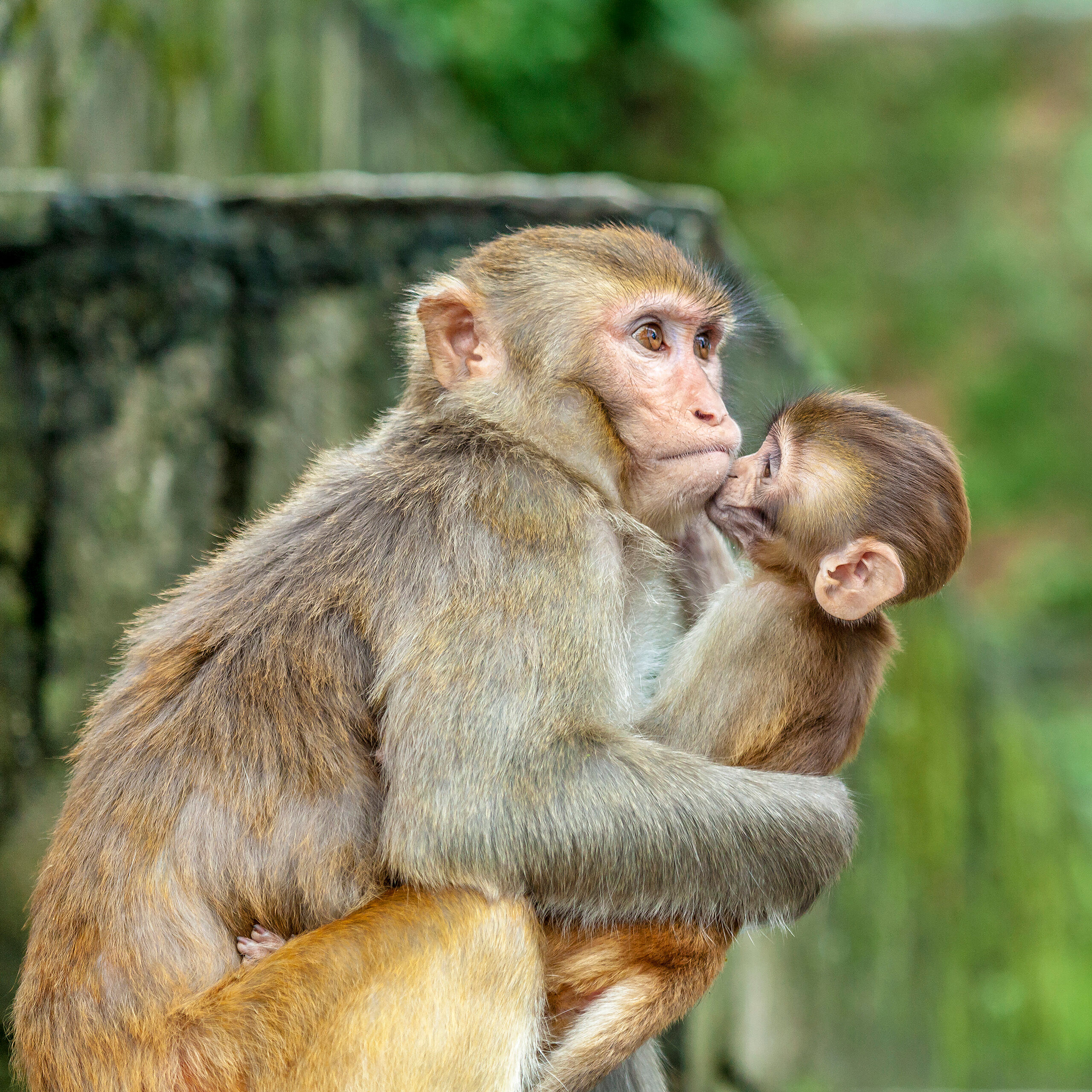 Monkey Love Kathmandu is a one-of-a-kind city. Many people I've met who have been there didn't like the city because of how dirty it is....