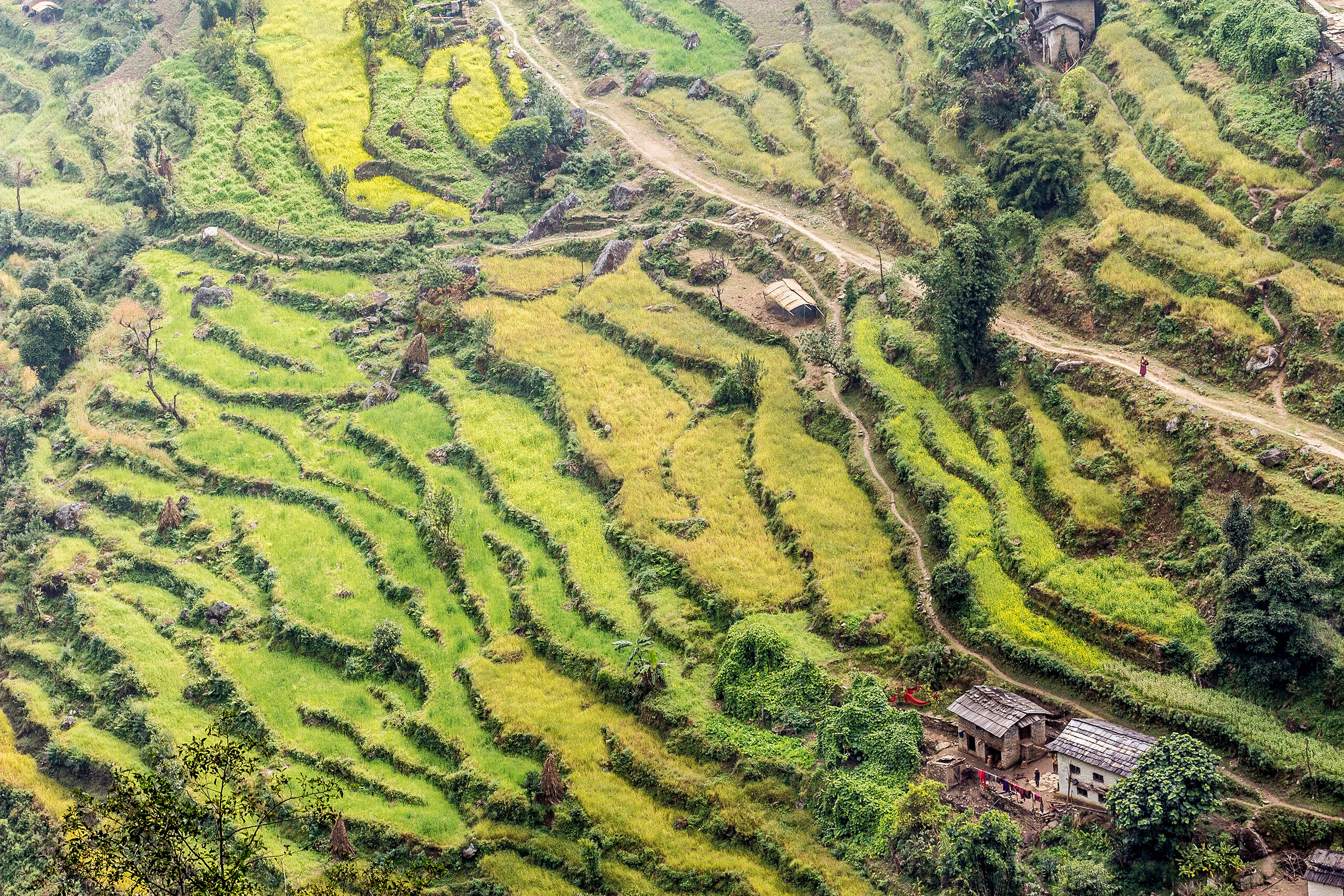 Nepali Rice Terraces I spent 35 days hiking to and around Everest Base Camp in November and December of 2011, and took this photo on my third day...