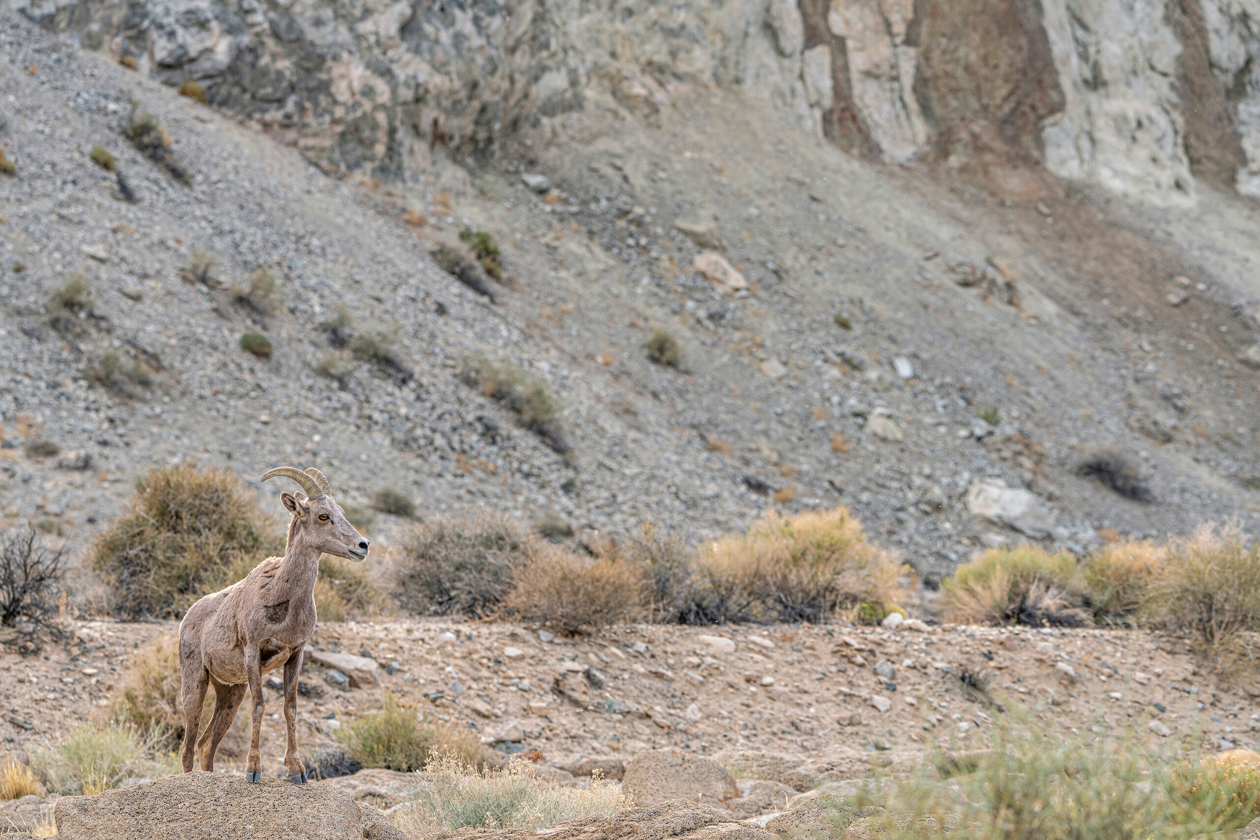 Desert Bighorn When the 2020 COVID-19 stay-at-home orders came to an end, I hopped in my van and made my way to Nevada. The emptiness of Nevada...