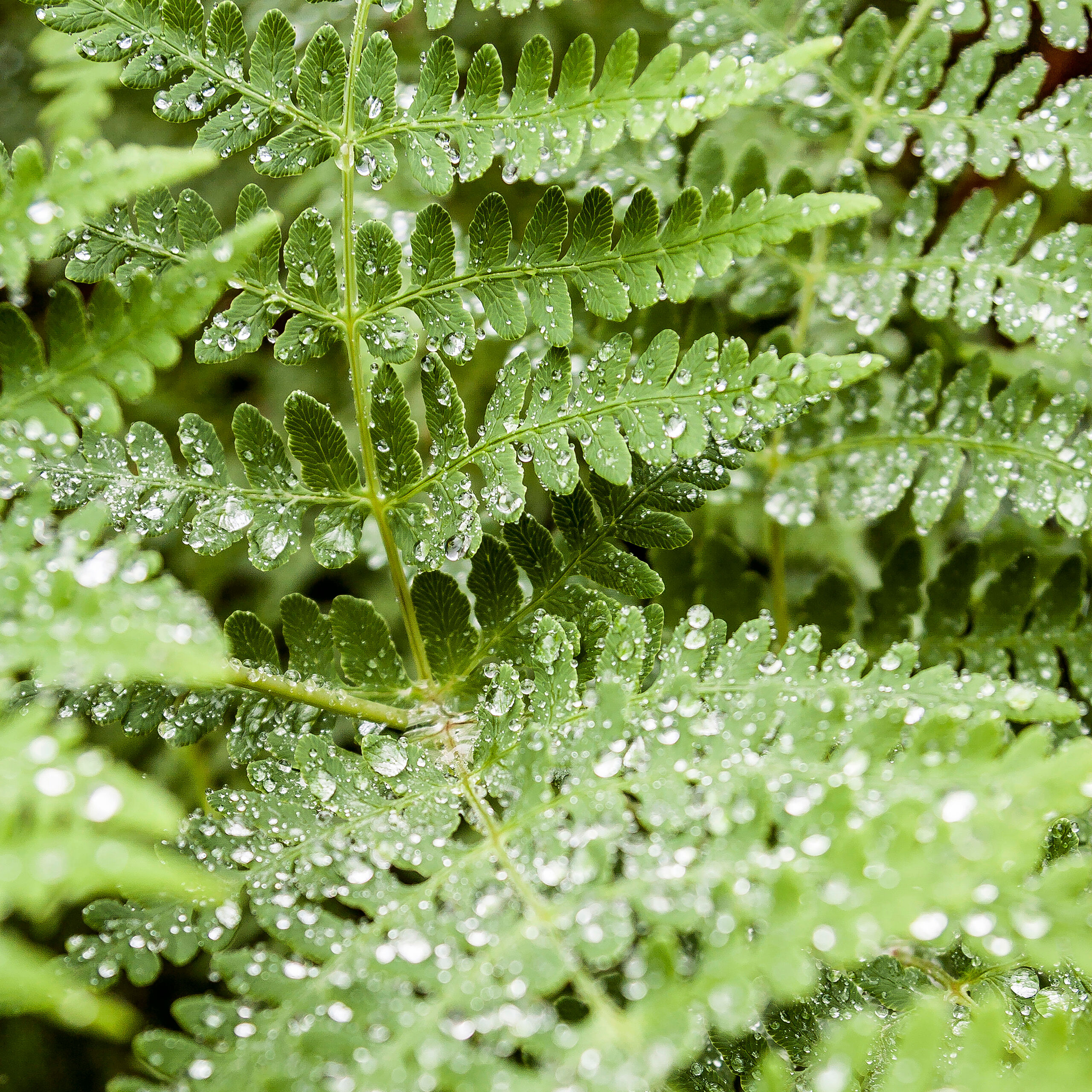 Morning Dew Morning dew deposited on a fern. Shot in the southern region of New Zealand's South Island.