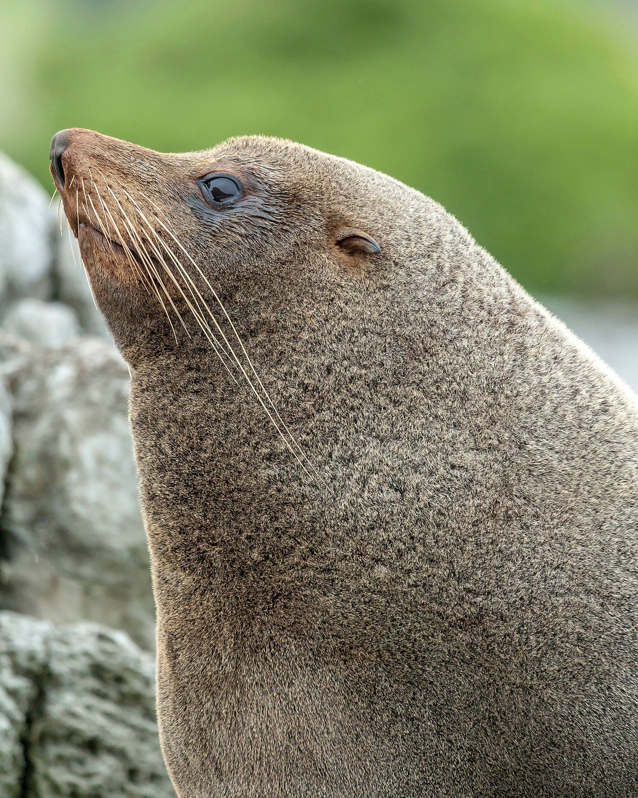 Seal One of many seals I saw at Whites Bay, on New Zealand's South Island.