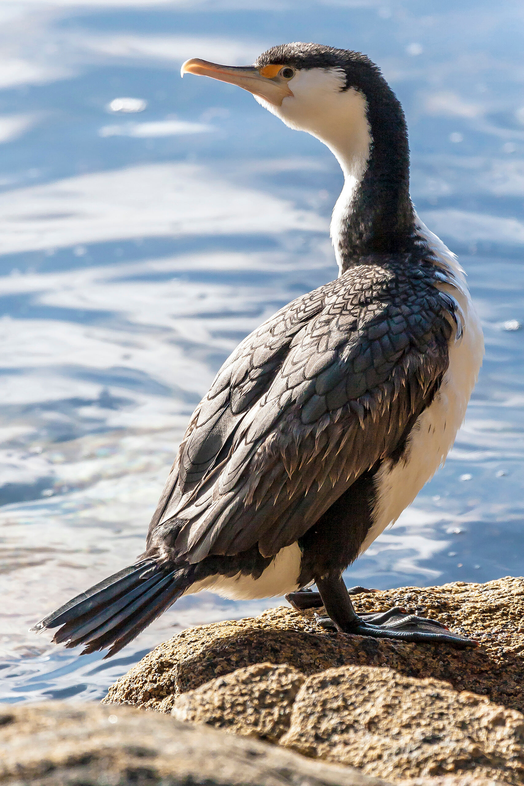 Stewart Island Cormorant Stewart Island, which lies just south of New Zealand's South Island, is home to an array of wildlife, as well as 381 permanent...