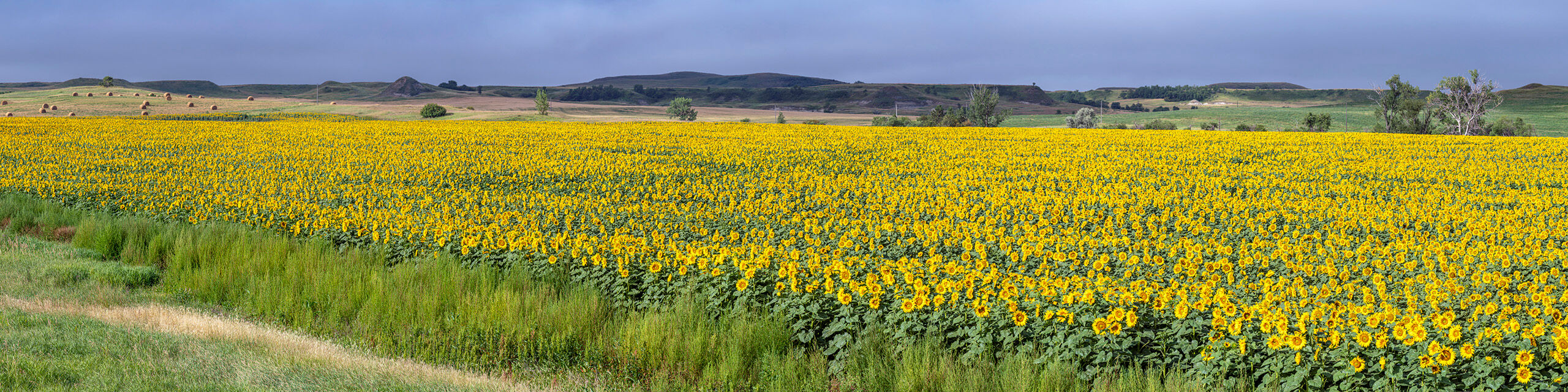 Endless Sunflowers