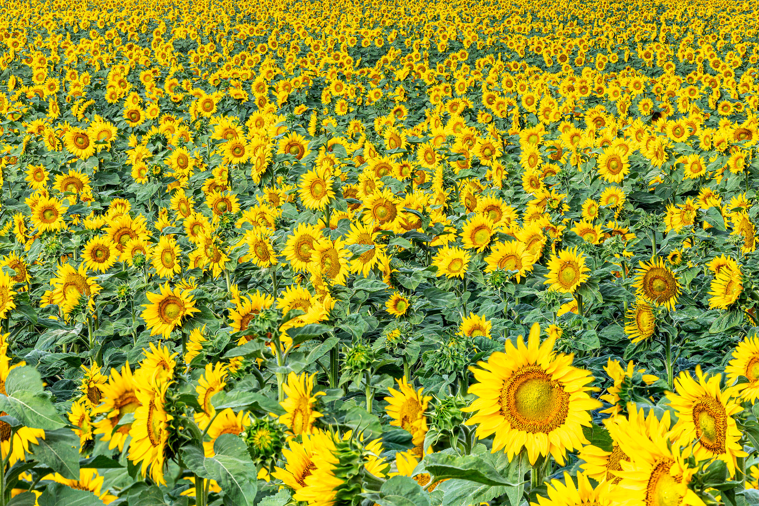 Stacked Sunflowers I've never really spent any time in North Dakota, other than when I've driven through. On one such quick trip through the state...