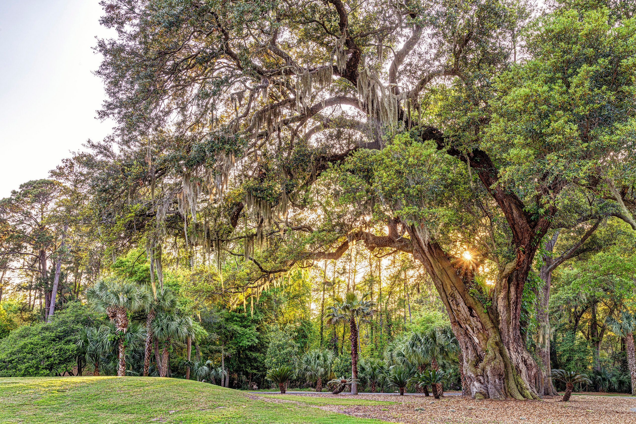 Hilton Head Live Oak I visited a friend in the spring of 2021 and failed to get the single photograph I had in mind (the iconic lighthouse), but I...