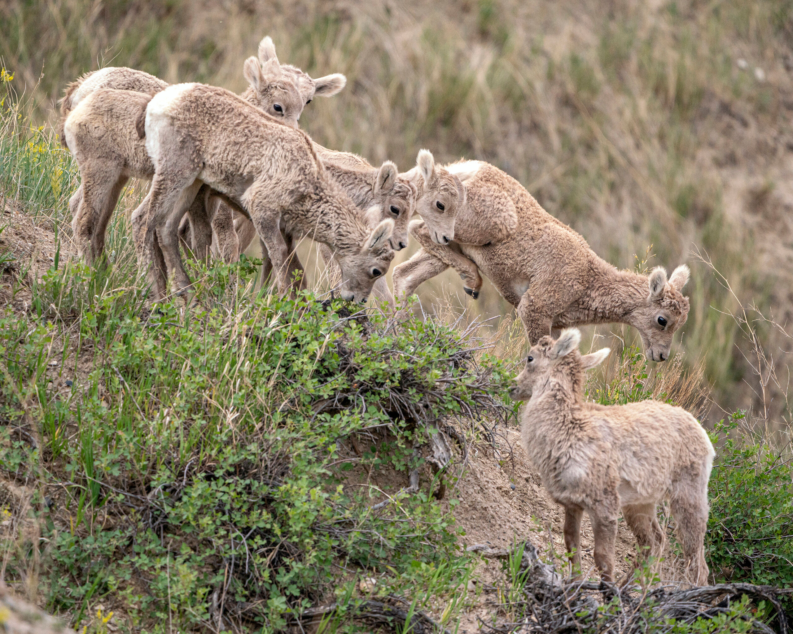 Baby Bighorns I spent less than 24 hours in South Dakota's Badlands National Park during the summer of 2020. Badlands is most famous for its...