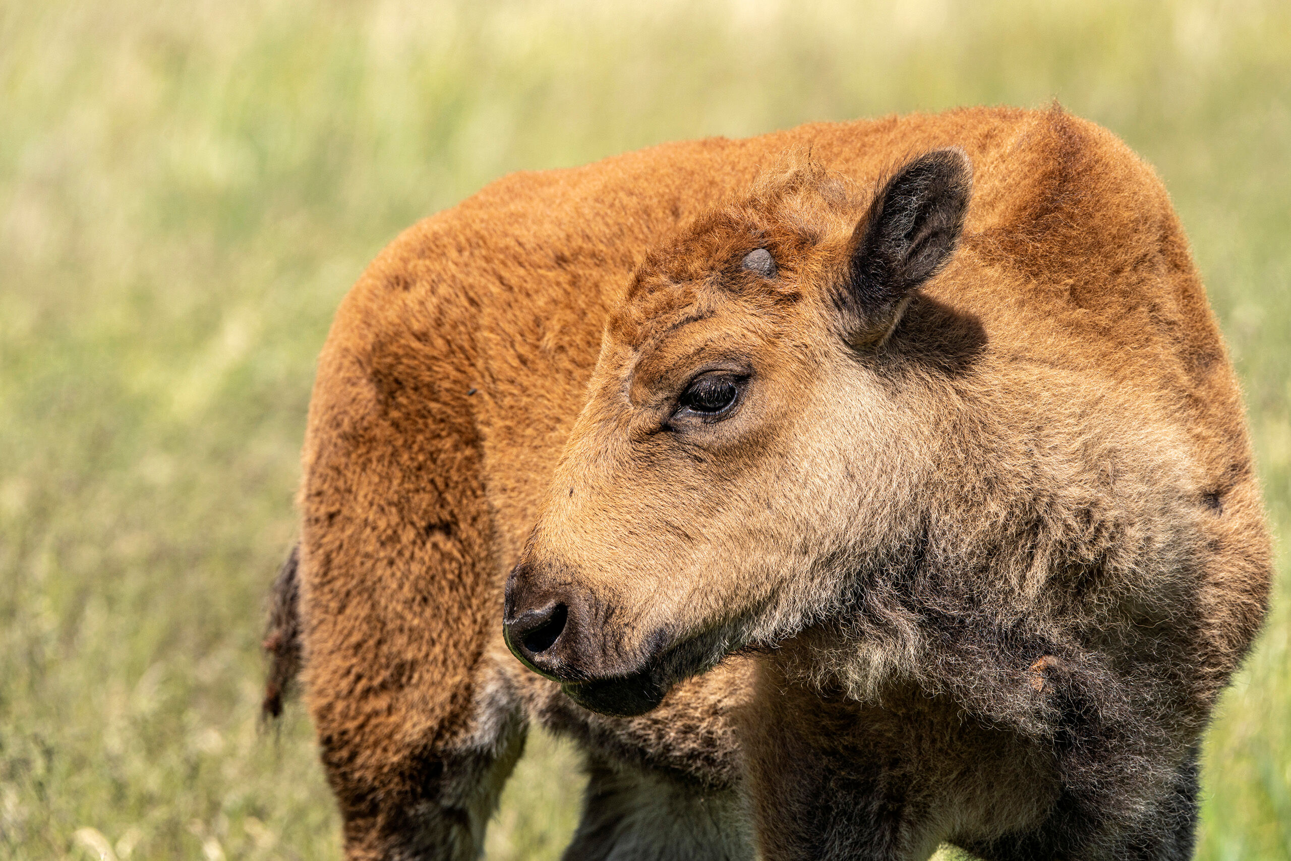 Baby Buff South Dakota's Custer State Park is an idyllic mountain park that is home to some 1,500 bison. When I visited the park in the...