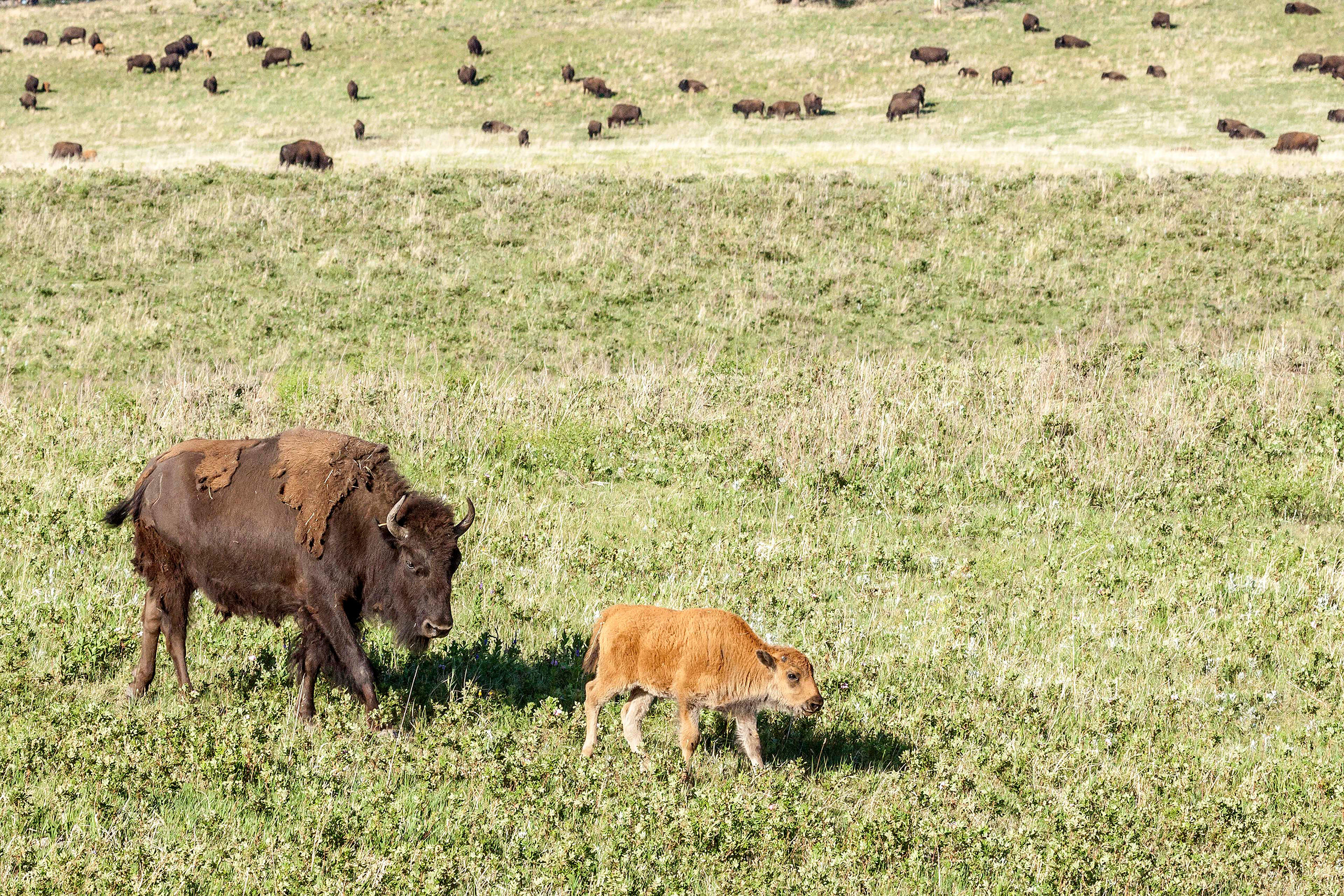 Bison at Custer State Park 2 Approximately twenty to thirty million bison used to roam the North American countryside, but today, although they are not in...