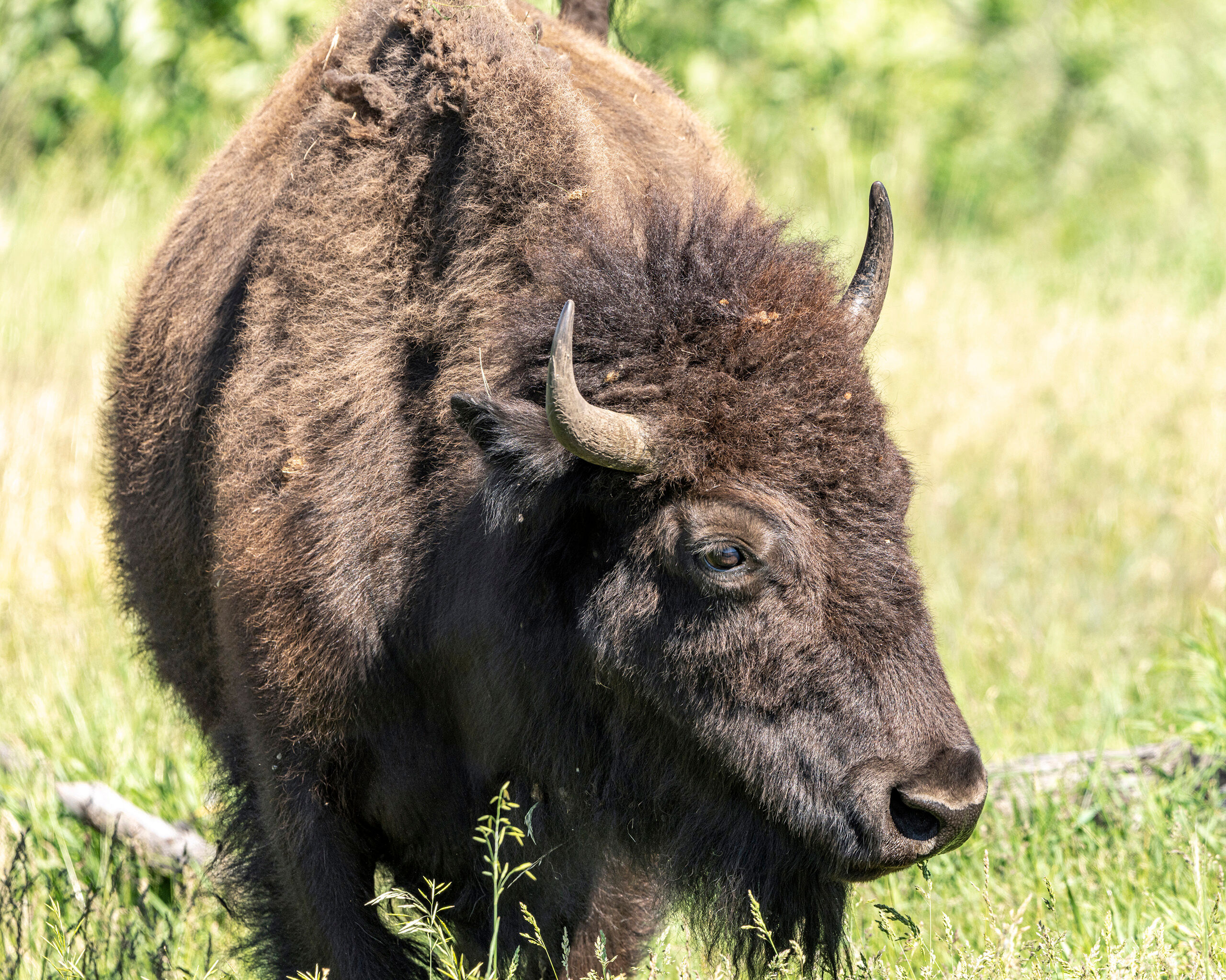 Mama South Dakota's Custer State Park is an idyllic mountain park that is home to some 1,500 bison. When I visited the park in the...