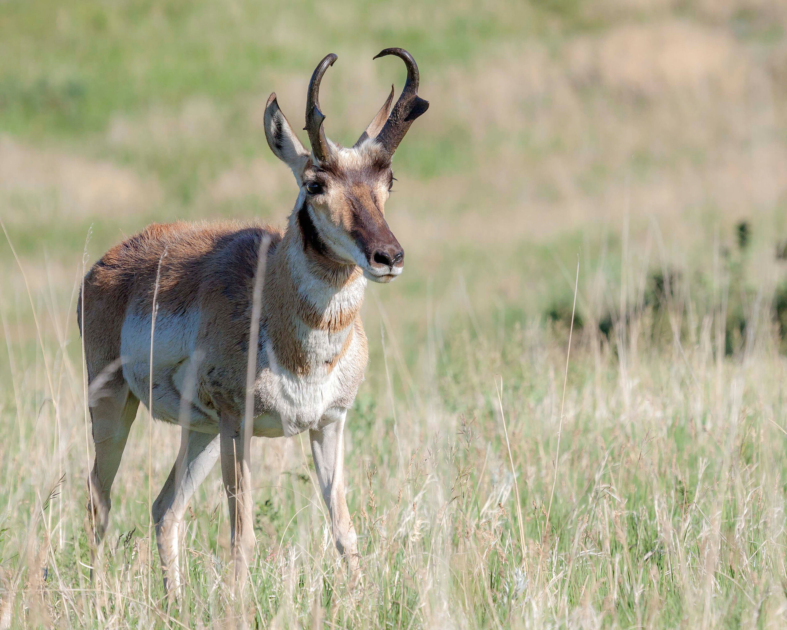 Solitary Pronghorn Pronghorn, often cited as the world's second fastest land animal, are in no short supply in South Dakota. Here is a lone pronghorn...
