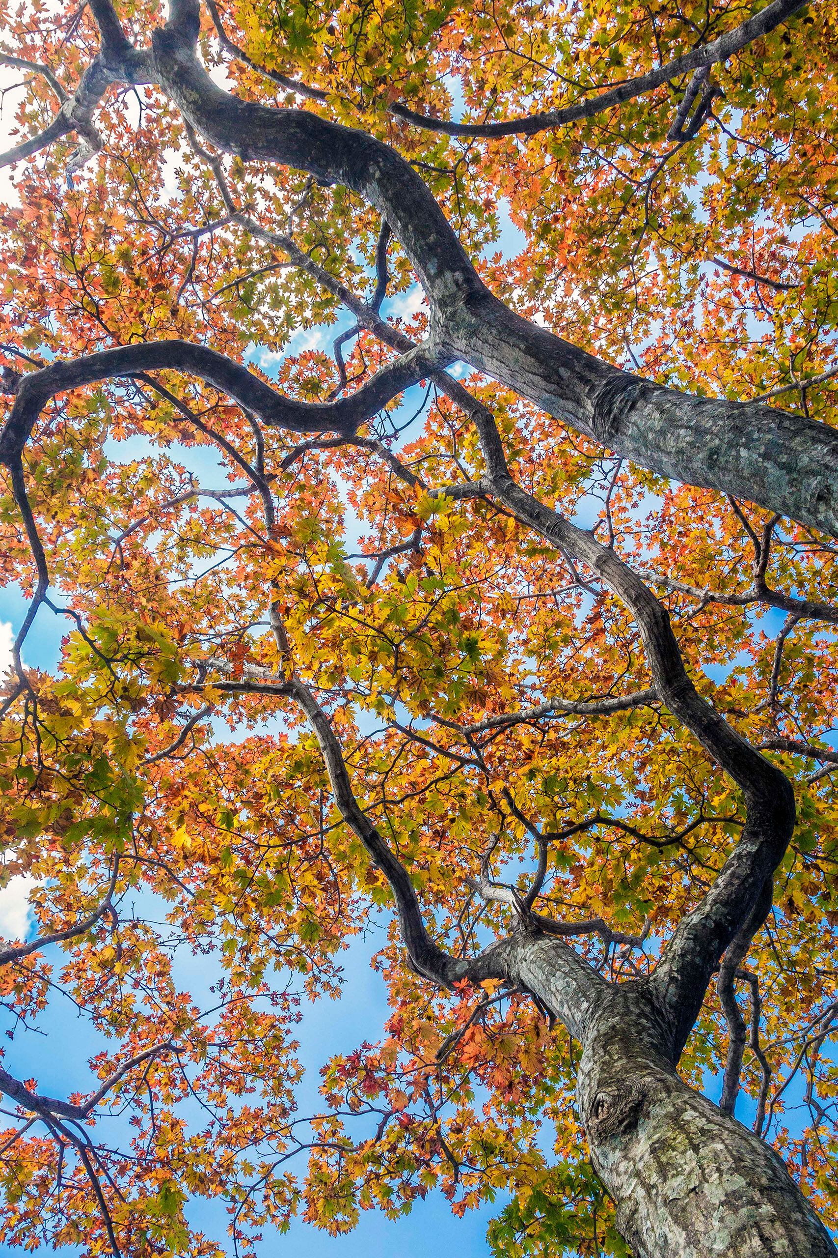 Changing Colors A maple tree letting us know that winter is rapidly approaching.