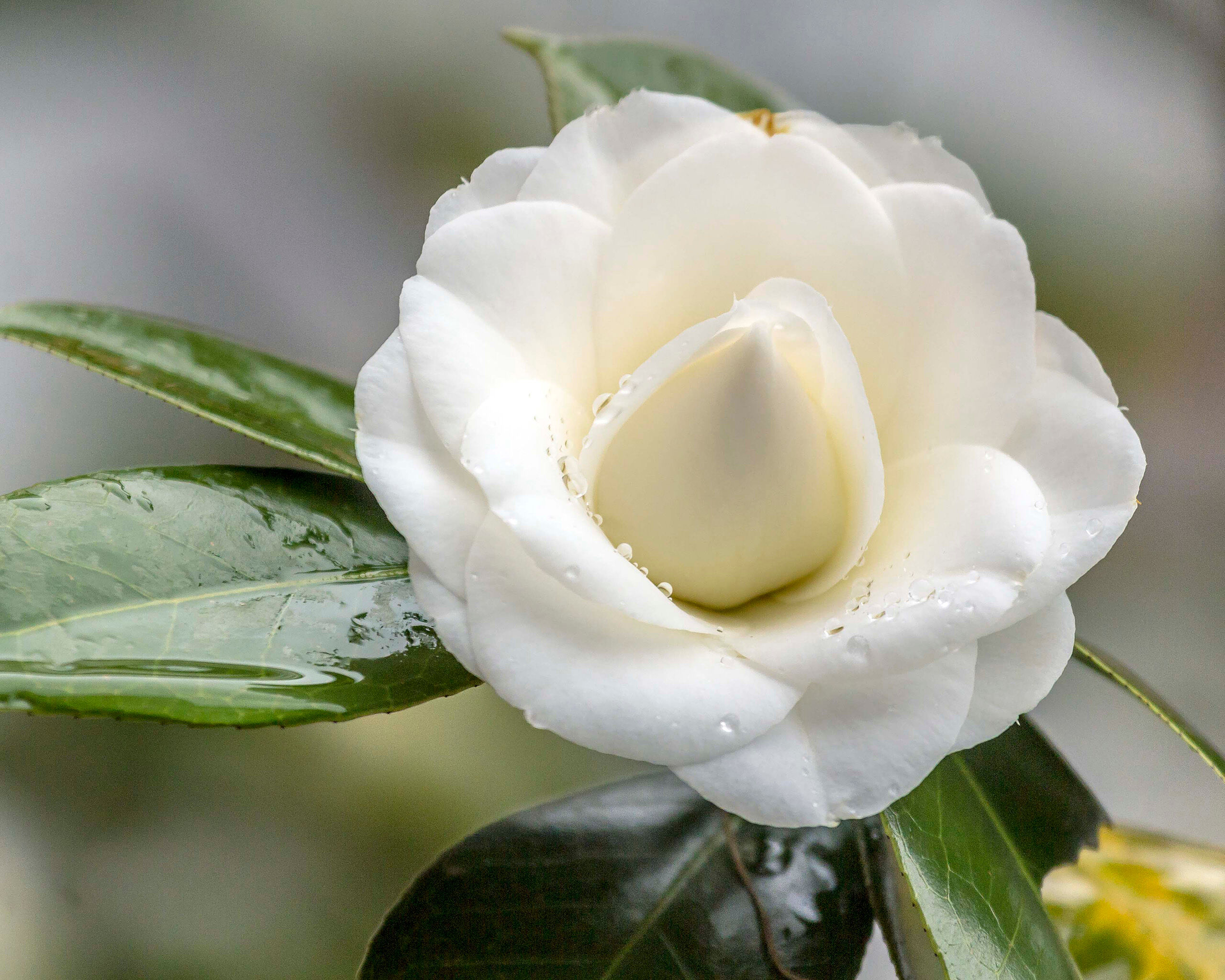 Dewey Camellia Spring in South Korea, as with many places, is a time of rebirth. After months of cold and snow, new life finally begins to...