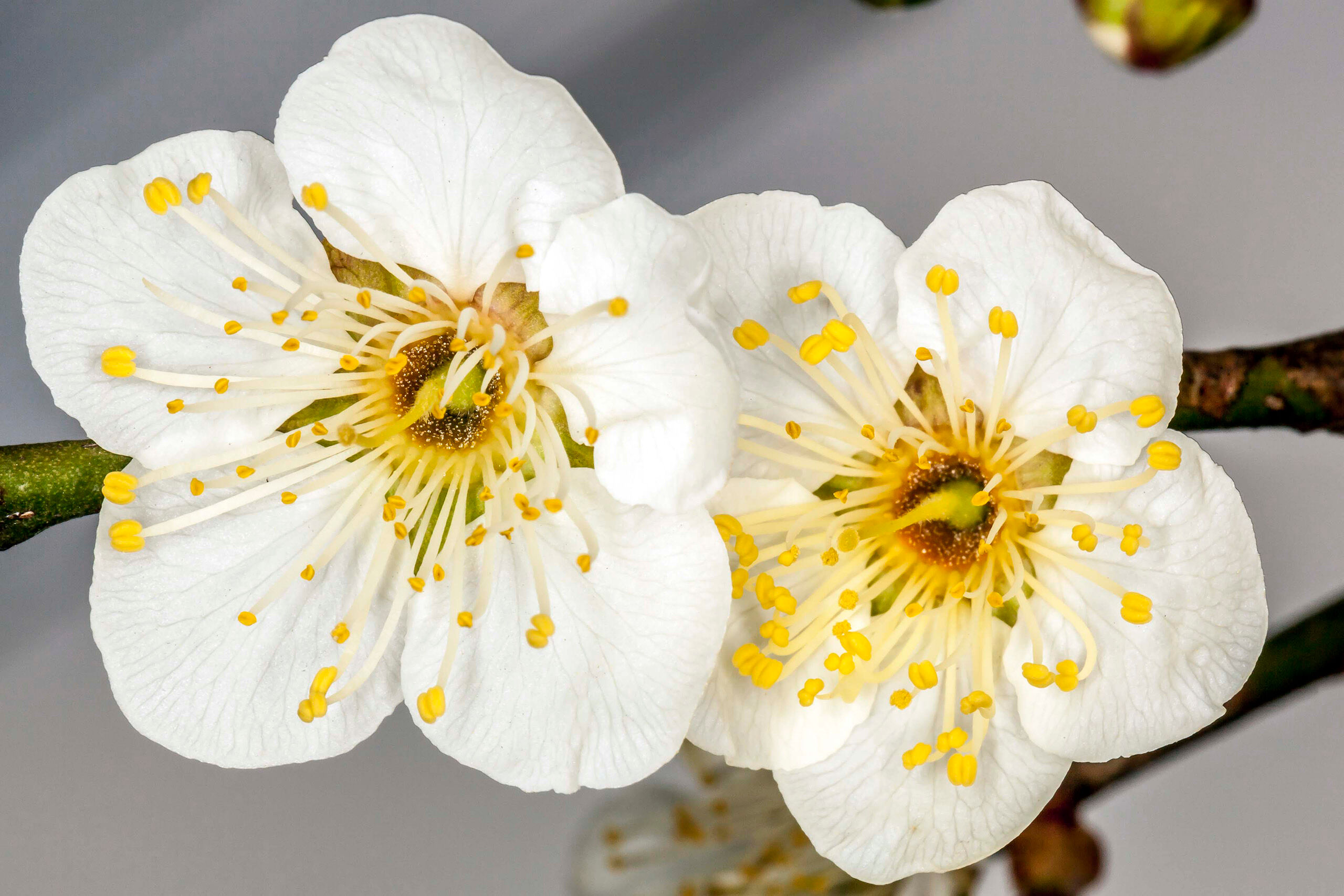 Dual Cherry Blossoms Not many cherry blossoms had yet bloomed on Jeju island by mid-March, 2015. But there sere several trees that seemed to have...