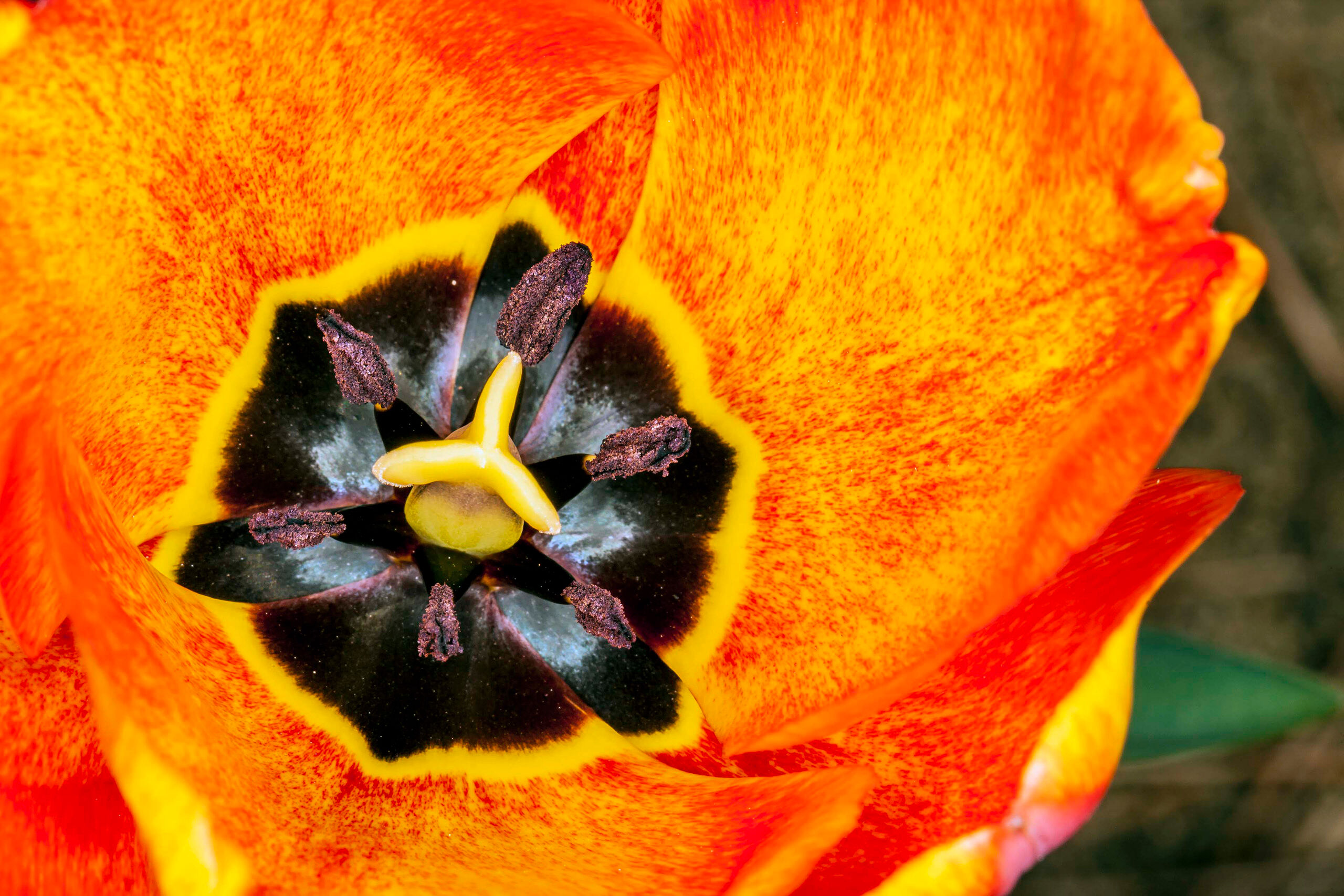 Springtime Tulip Hallim Park is a great place to see flowers, trees, and pretty much any other kind of vegetation that grows naturally (or not...