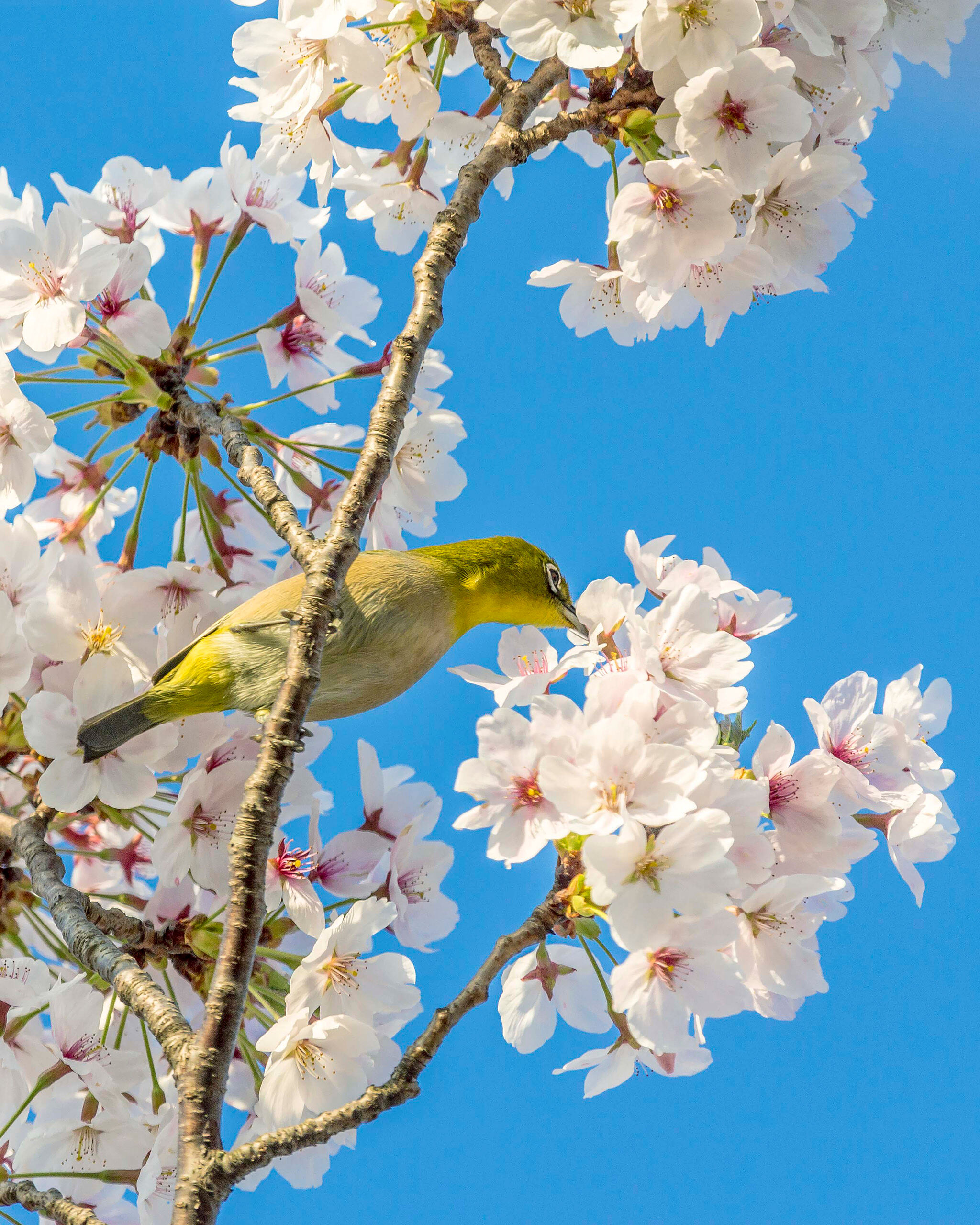 White Eye and Cherry Blossoms A chestnut-flanked white eye enjoying the spring weather and getting his fill of nectar from a cherry blossom in Jeju, South...