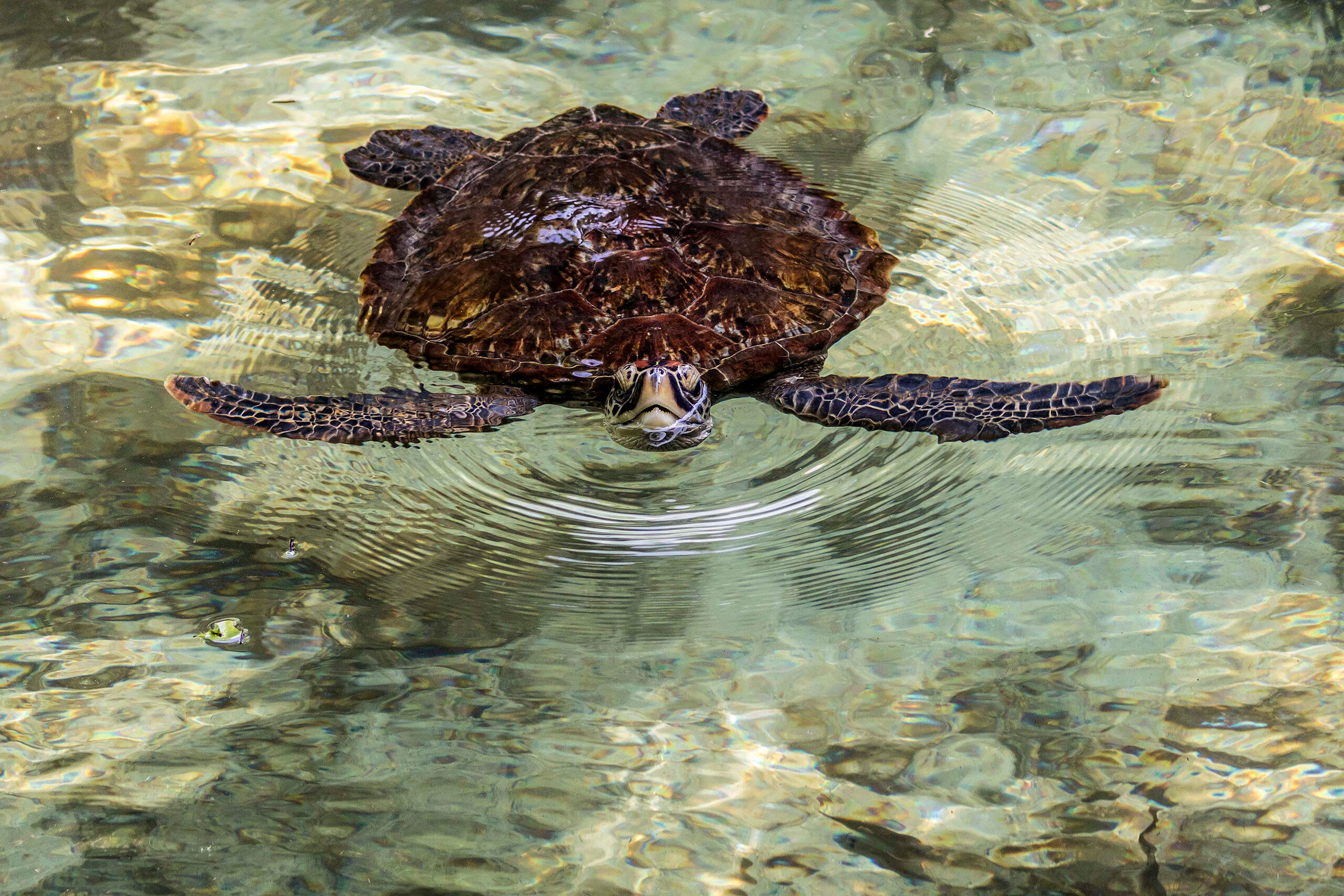 A Breath of Fresh Air One of the dozens of sea turtles protected by northern Zanzibar's Mnarani Marine Turtle Conservation Pond.