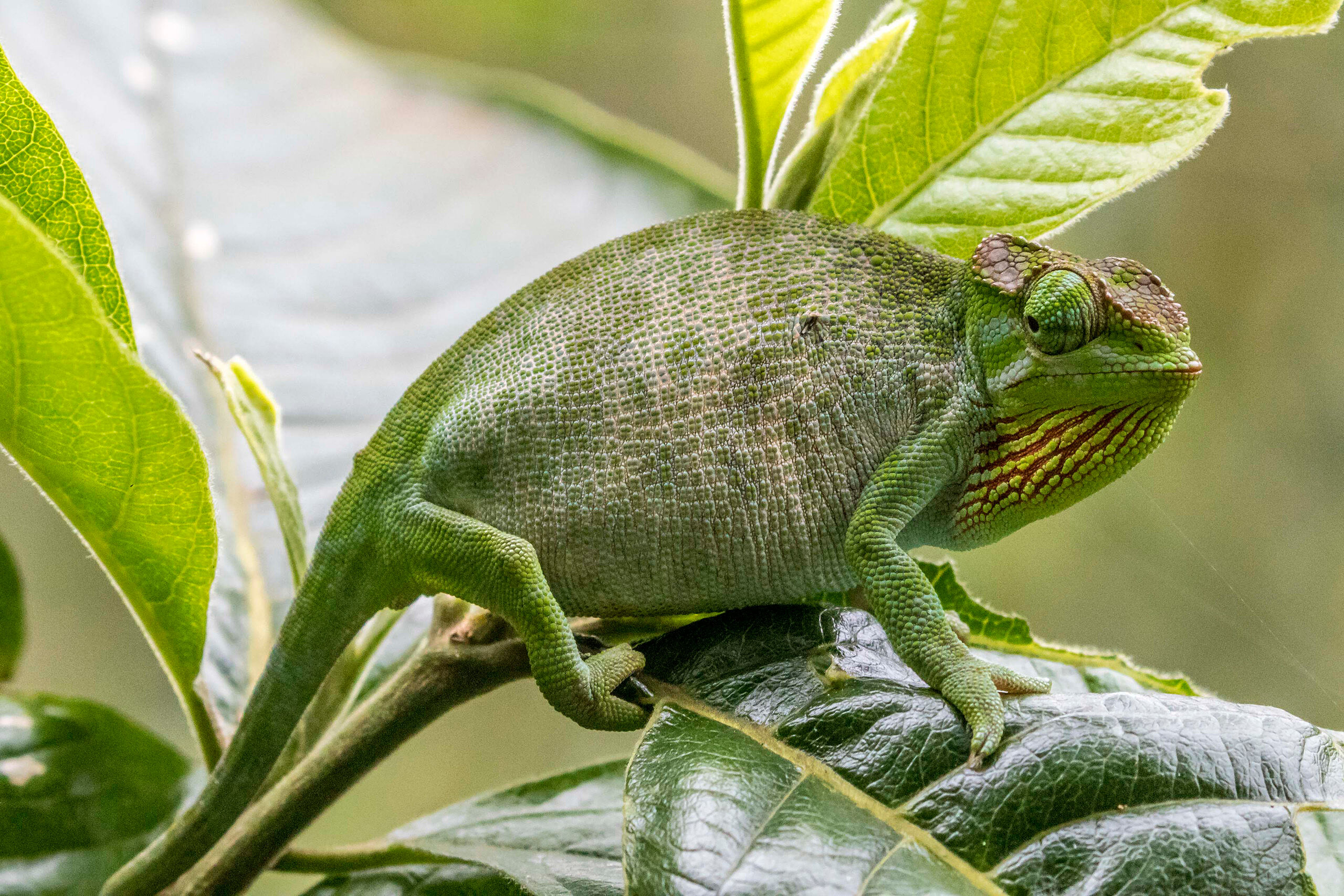 Chameleon I would have walked right past this master of disguise if my guide hadn't pointed him out to me. He remained perfectly still...