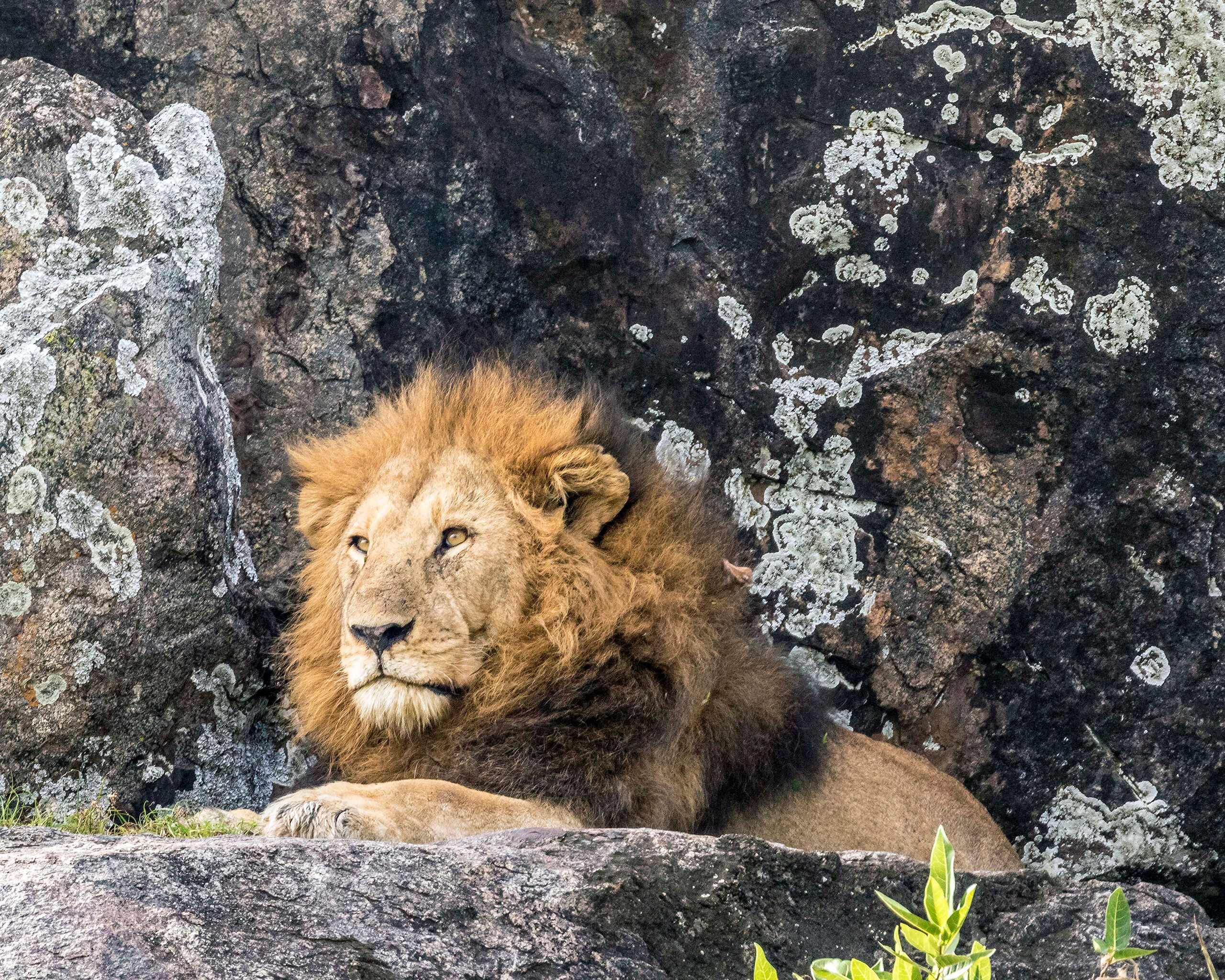 King of the Jungle Most of the lions that I saw while on safari in Africa were in groups. This guy, however, was on his own, perched high up on...