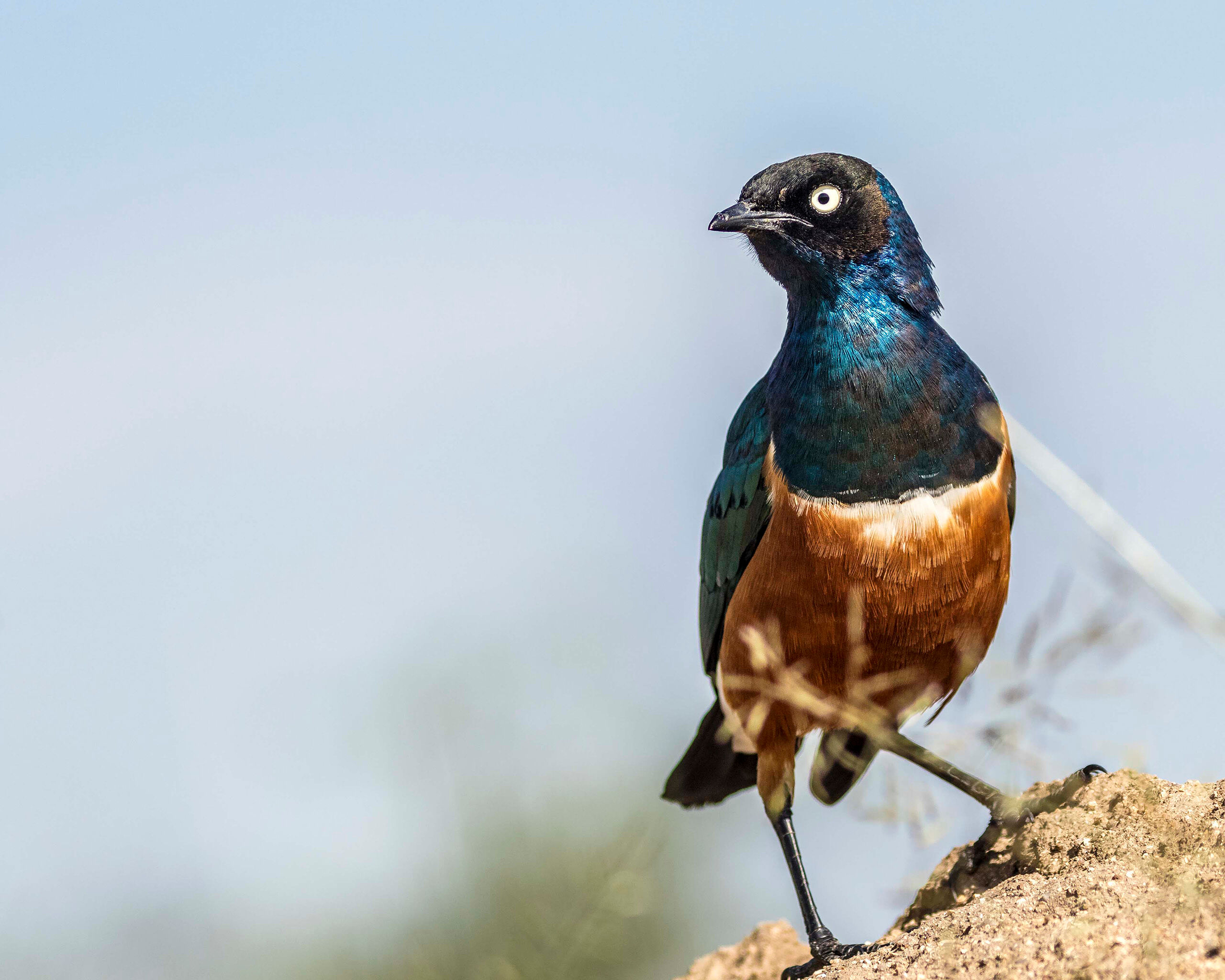 Superb Starling The starlings in Colorado are pure black, and not particularly interesting to look at. Tanzania's superb starlings, on the other...