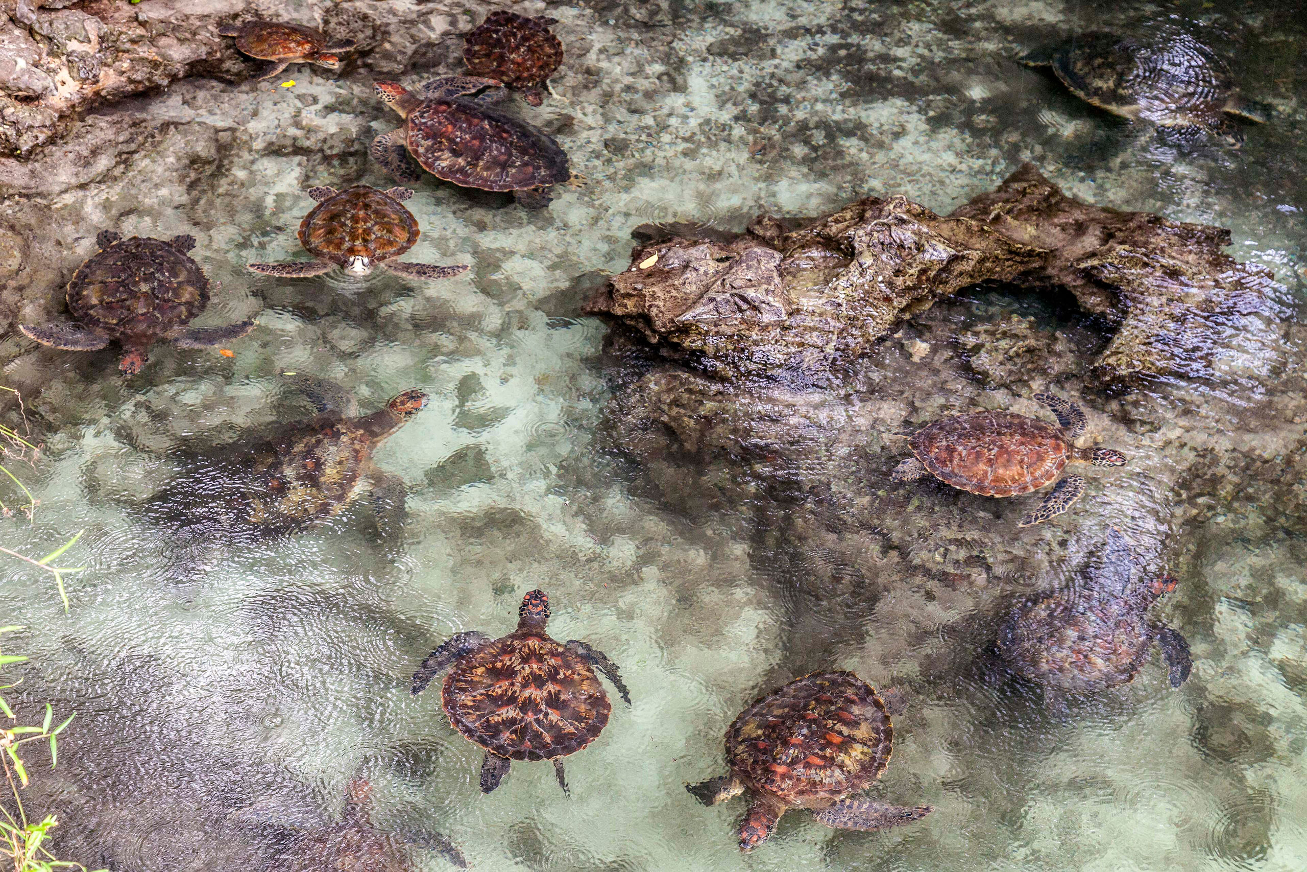 Tons of Turtles Many species of sea turtle are at serious risk of extinction. The Mnarani Marine Turtle Conservation Pond was established at...