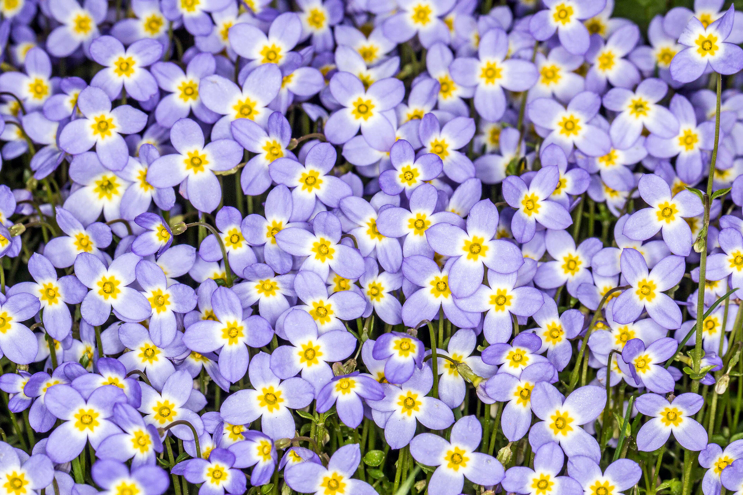 Thyme-leaved Bluets The landscape photography I do typically takes place at sunrise and sunset. Mid-day light isn't usually any good for creating...