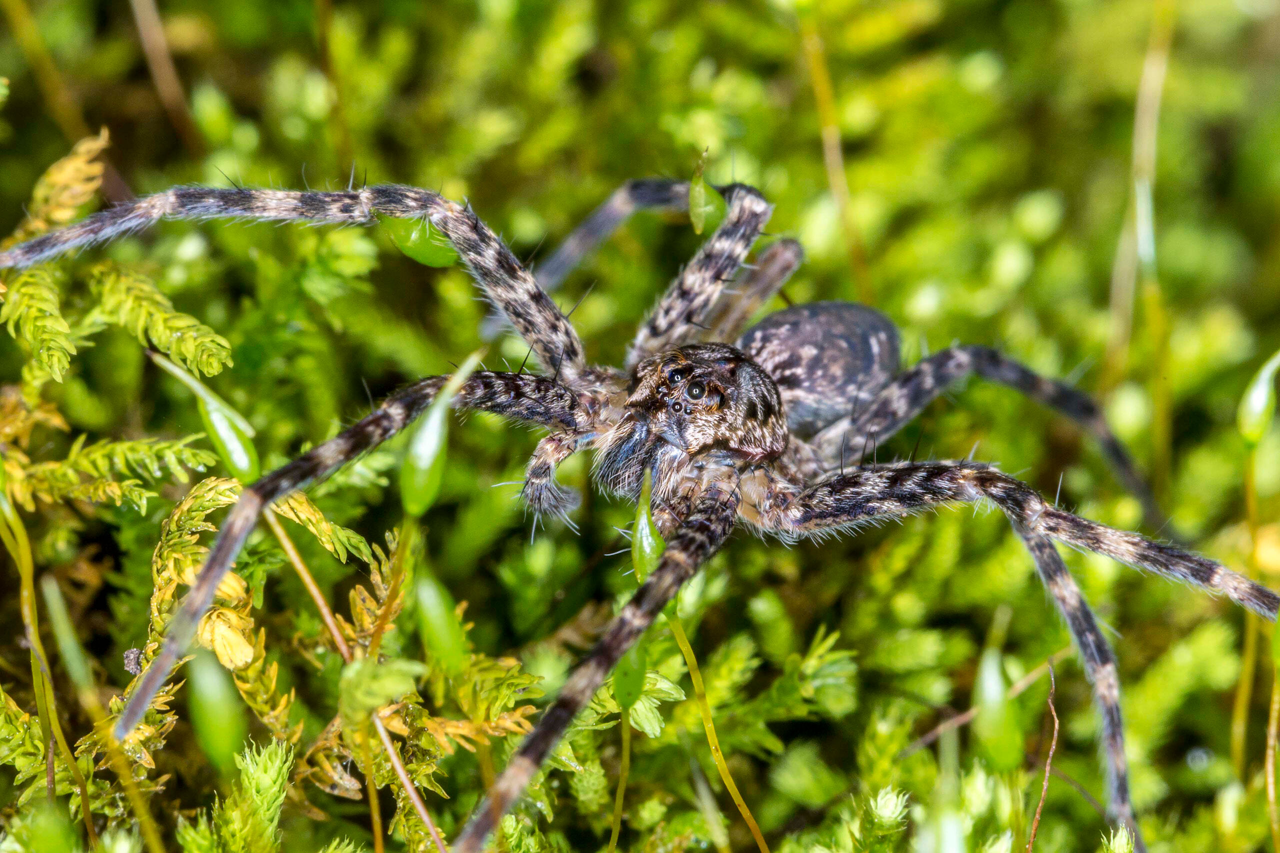 Wolf Spider Reaching up to two inches in size, wolf spiders are one of the more frightening looking spiders in the United States, and while...