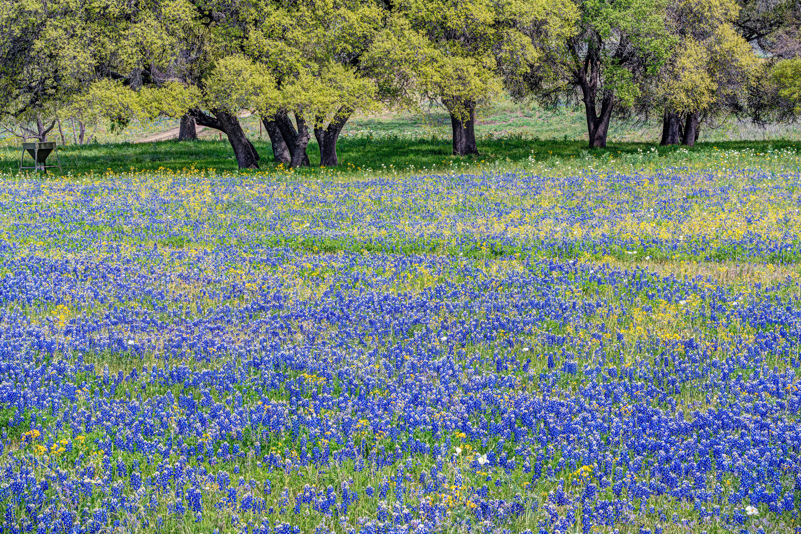 A Couple Flowers I often find myself in Texas in the spring, and during a good year for bluebonnets – the State Flower – Texas Hill...
