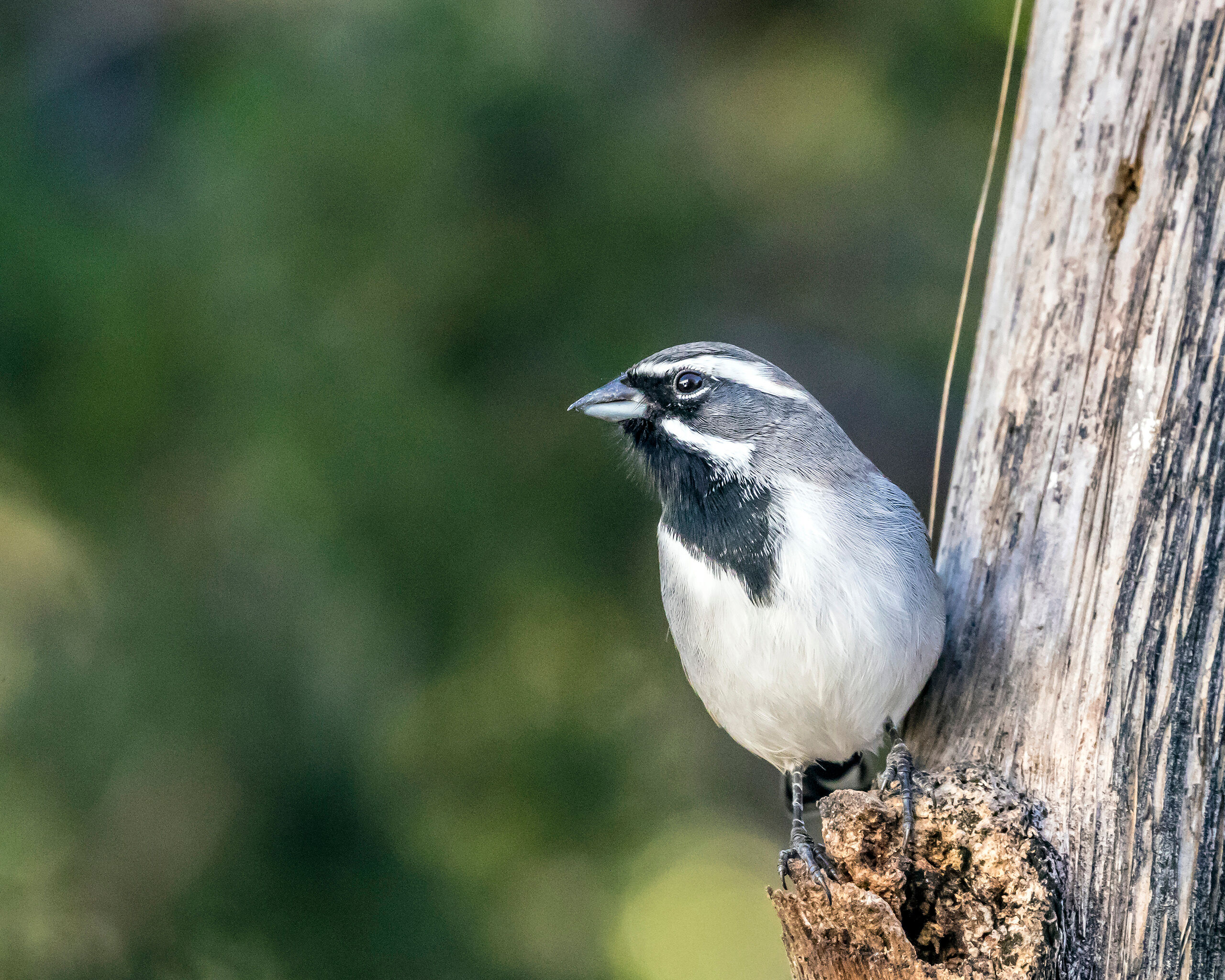 Black-Throated Sparrow Davis Mountains State Park is a fairly high-elevation (5,000-6,000 feet) park in West Texas. There are several miles of hiking...