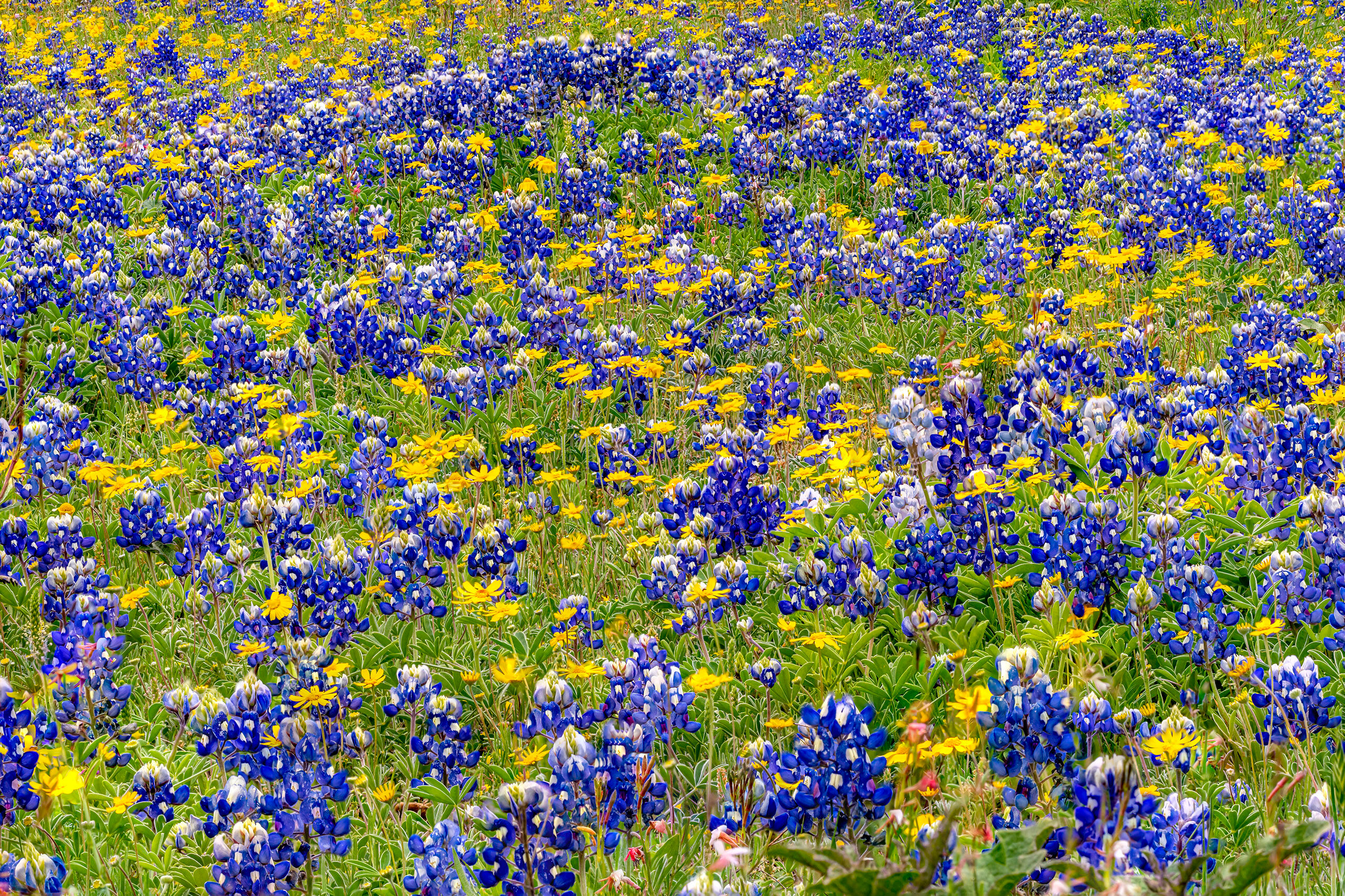 Blue and Yellow I often find myself in Texas in the spring, and during a good year for bluebonnets – the State Flower – Texas Hill...