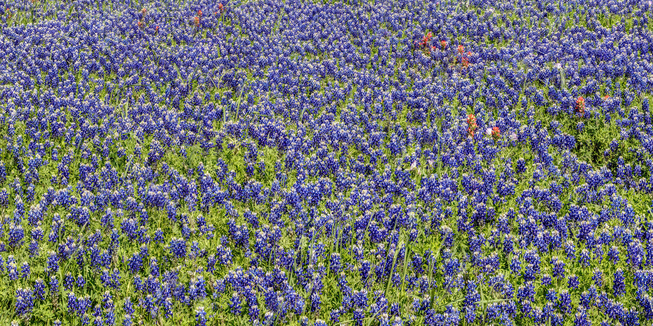 Bluebonnet Panorama Entire fields in Texas erupt into blue, purple and red masterpieces in late March and early April, as the bluebonnets and Indian...